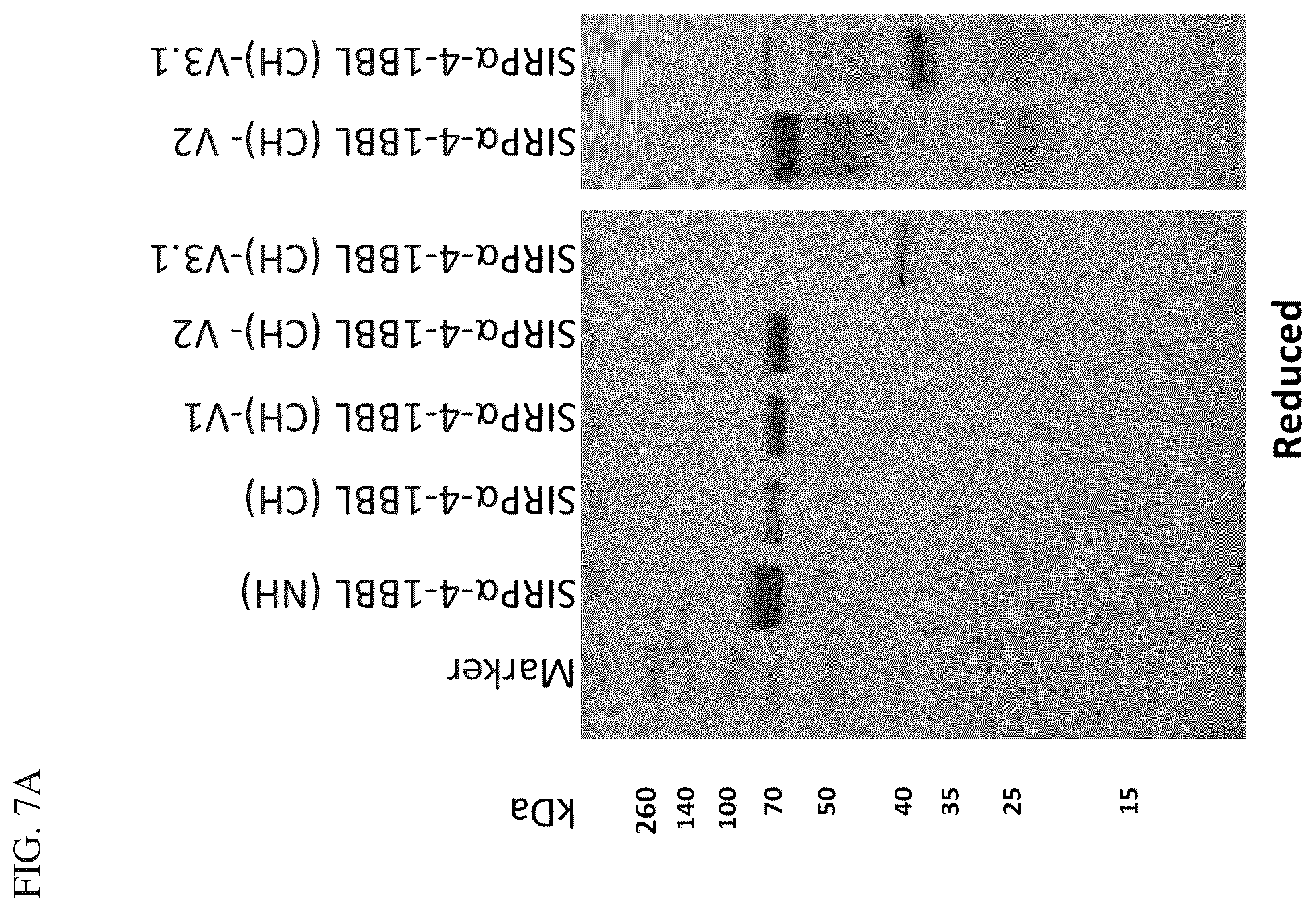 Patent US12134638 Figure 5 – SIRPalpha-4-1BBL variant fusion protein and methods of use thereof