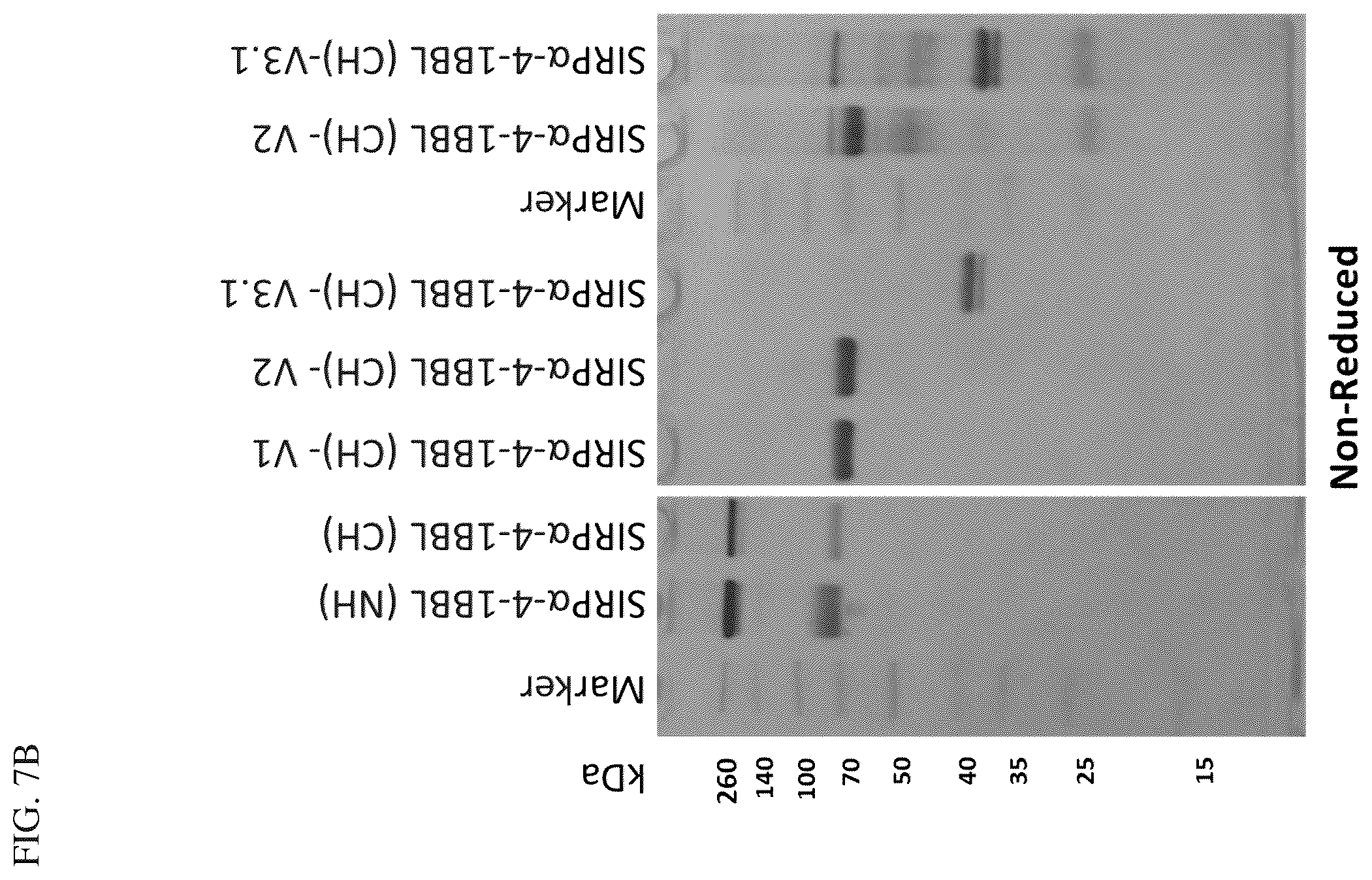 Patent US12134638 Figure 6 – SIRPalpha-4-1BBL variant fusion protein and methods of use thereof