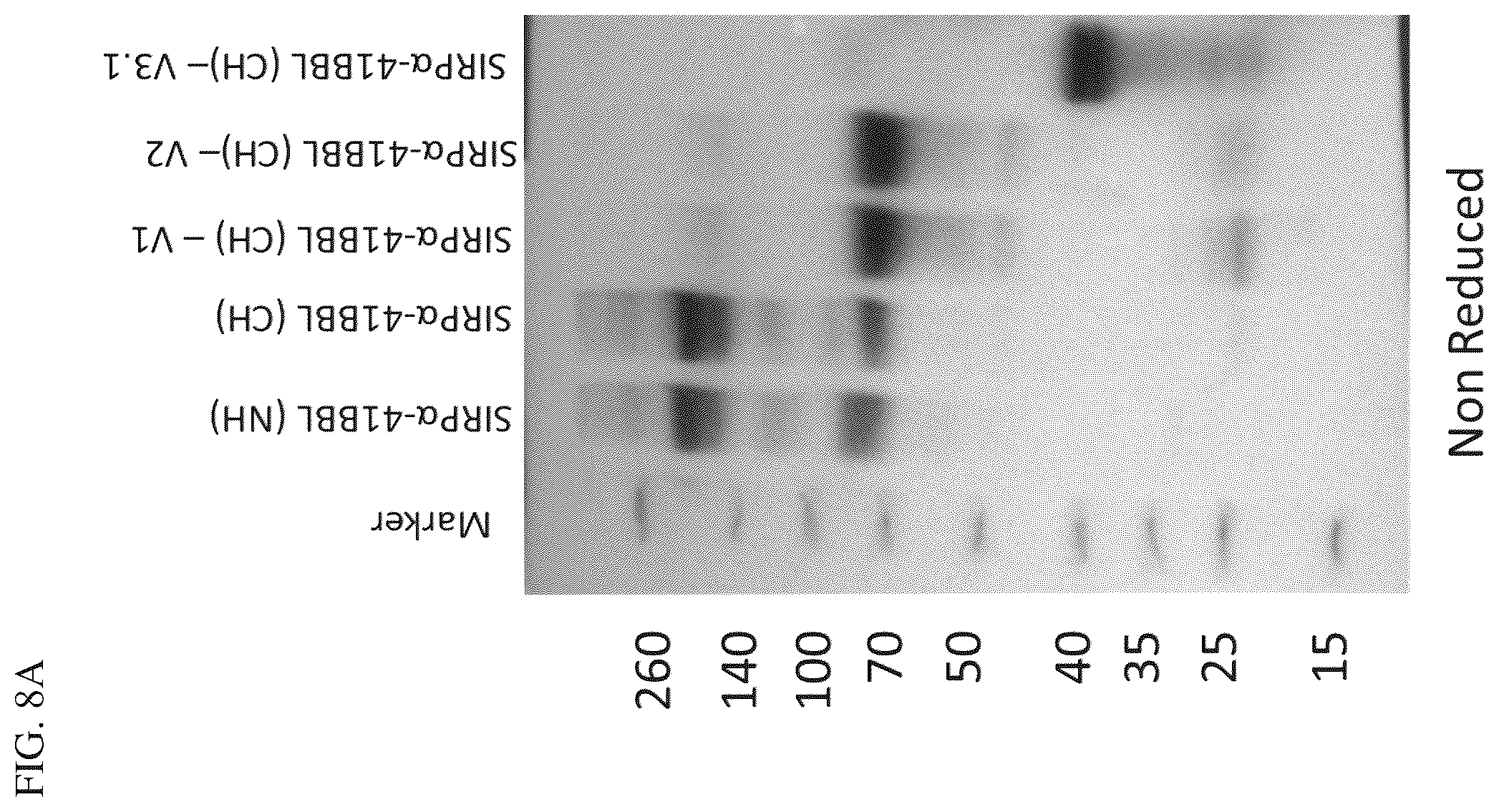 Patent US12134638 Figure 7 – SIRPalpha-4-1BBL variant fusion protein and methods of use thereof