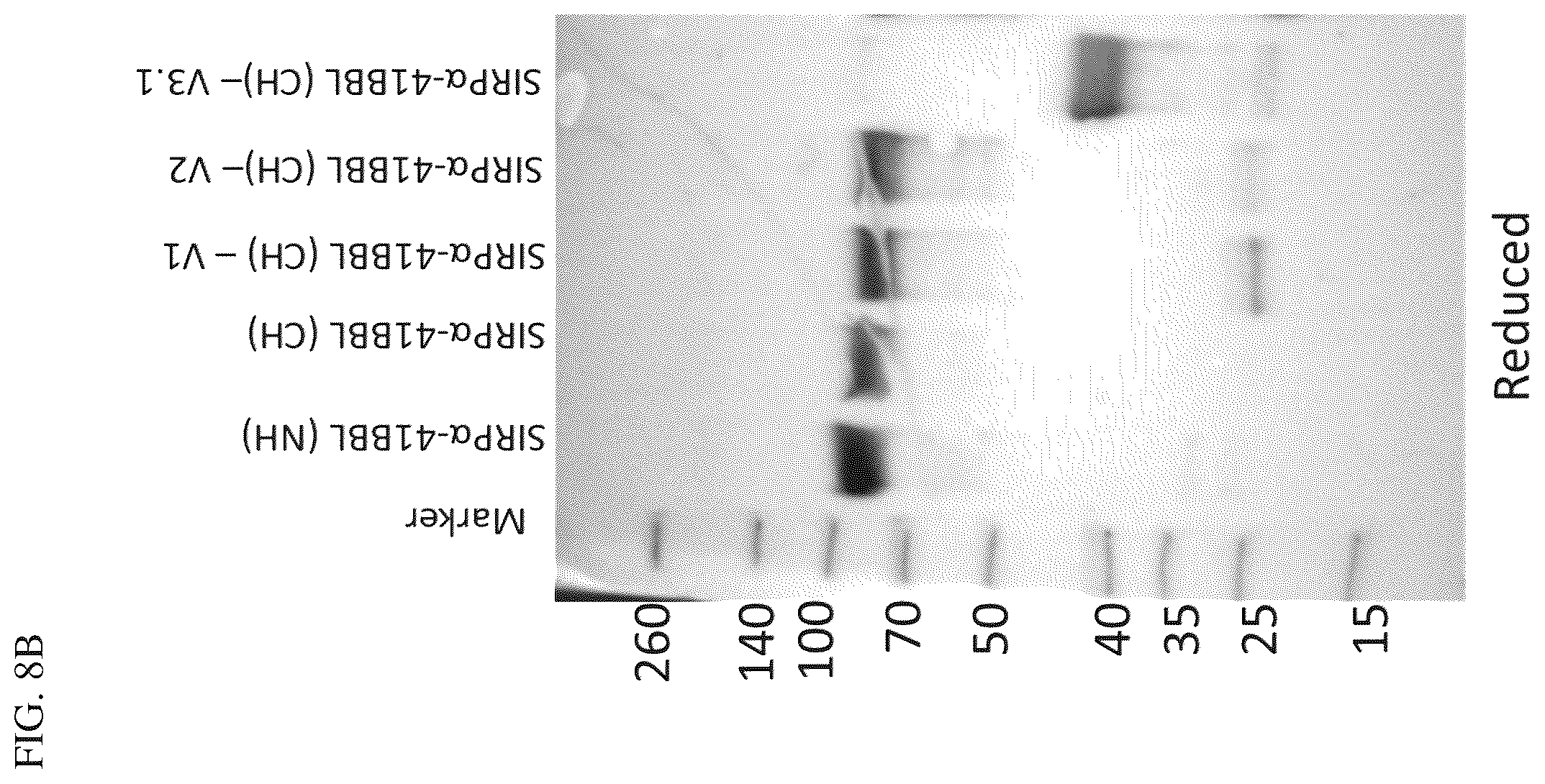 Patent US12134638 Figure 8 – SIRPalpha-4-1BBL variant fusion protein and methods of use thereof
