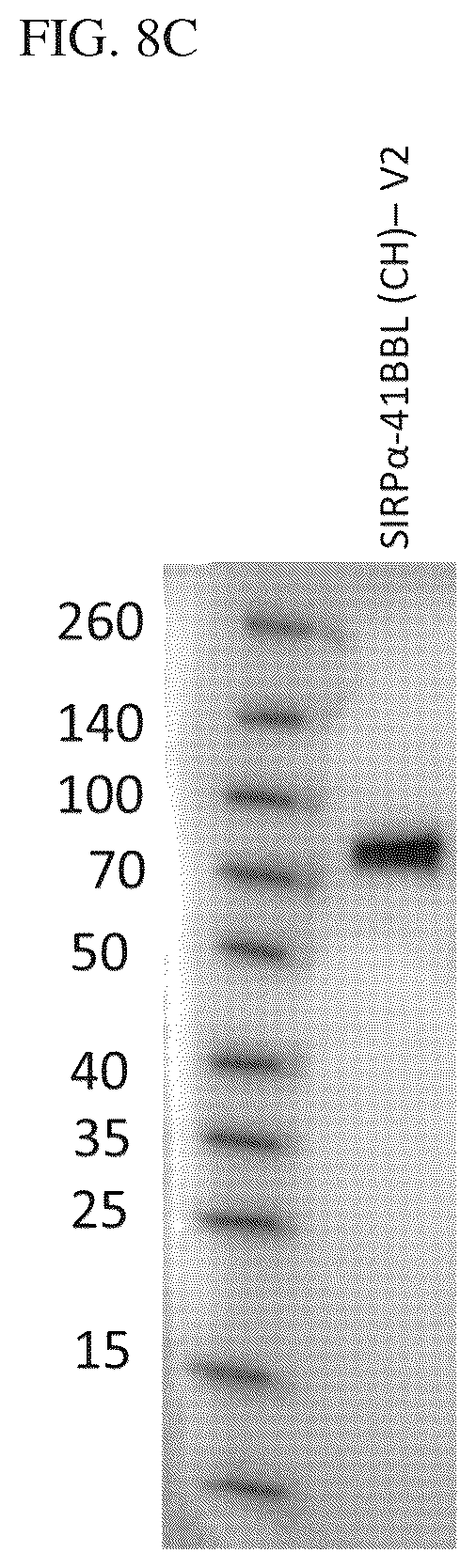 Patent US12134638 Figure 9 – SIRPalpha-4-1BBL variant fusion protein and methods of use thereof