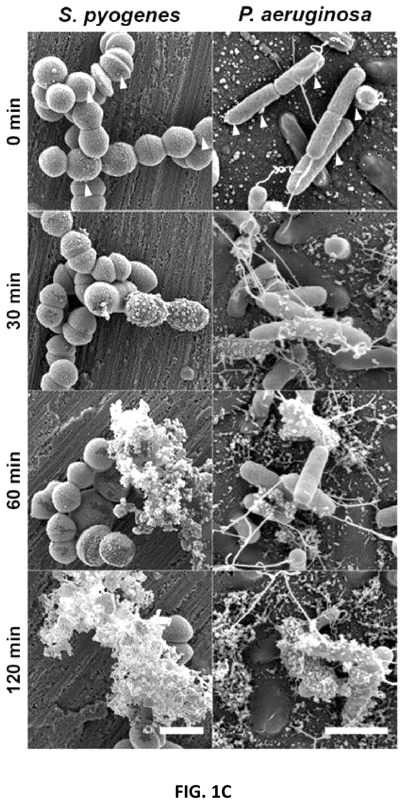 Patent US12134640 Figure 3 – Polypeptides and medical uses thereof