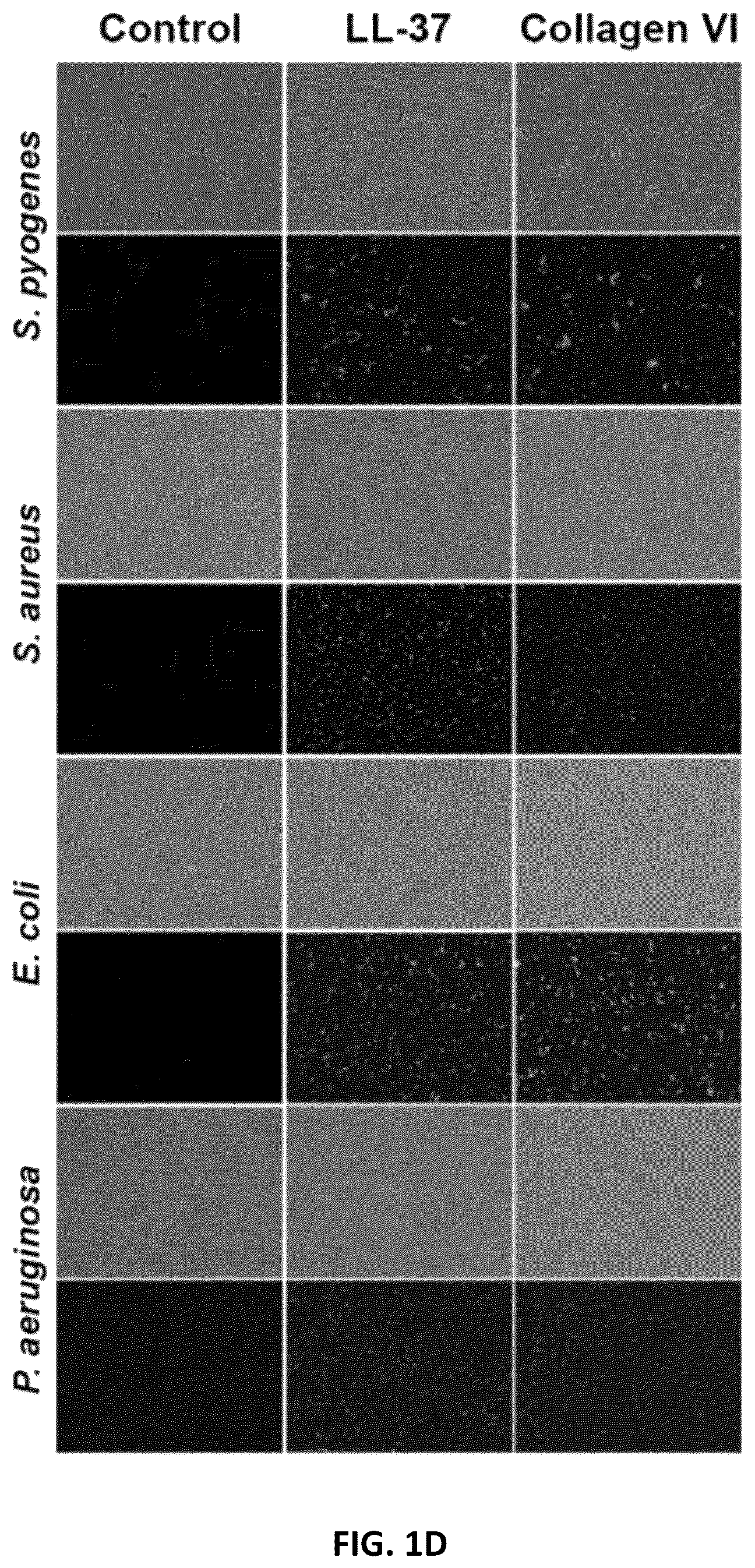 Patent US12134640 Figure 4 – Polypeptides and medical uses thereof