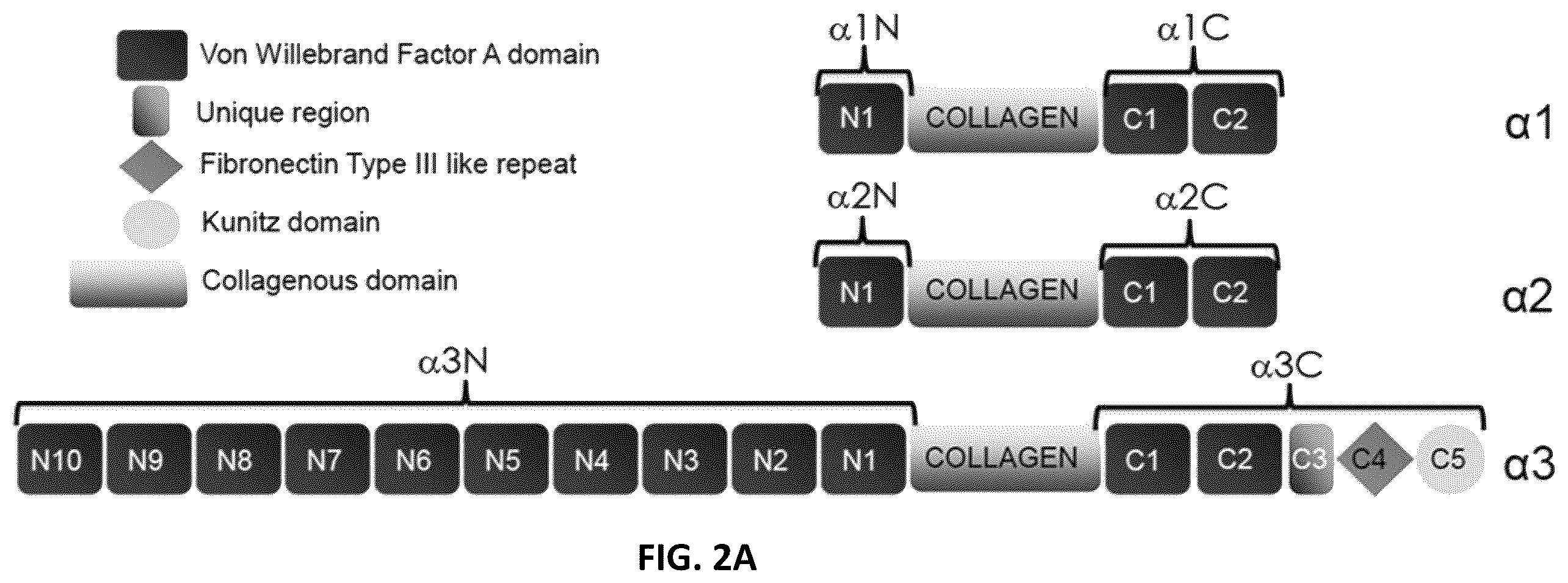 Patent US12134640 Figure 5 – Polypeptides and medical uses thereof