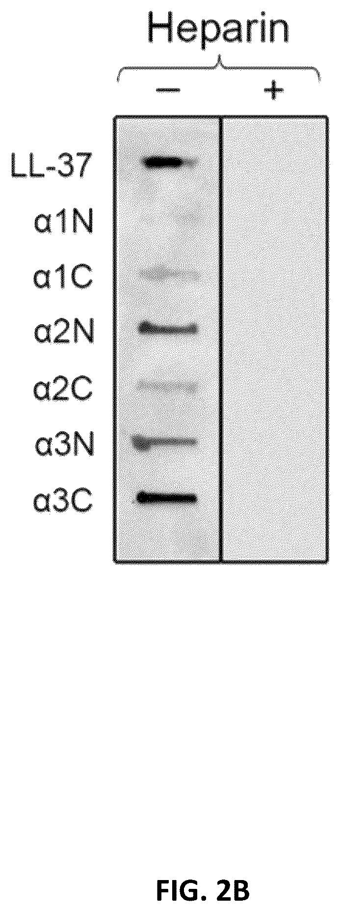 Patent US12134640 Figure 6 – Polypeptides and medical uses thereof