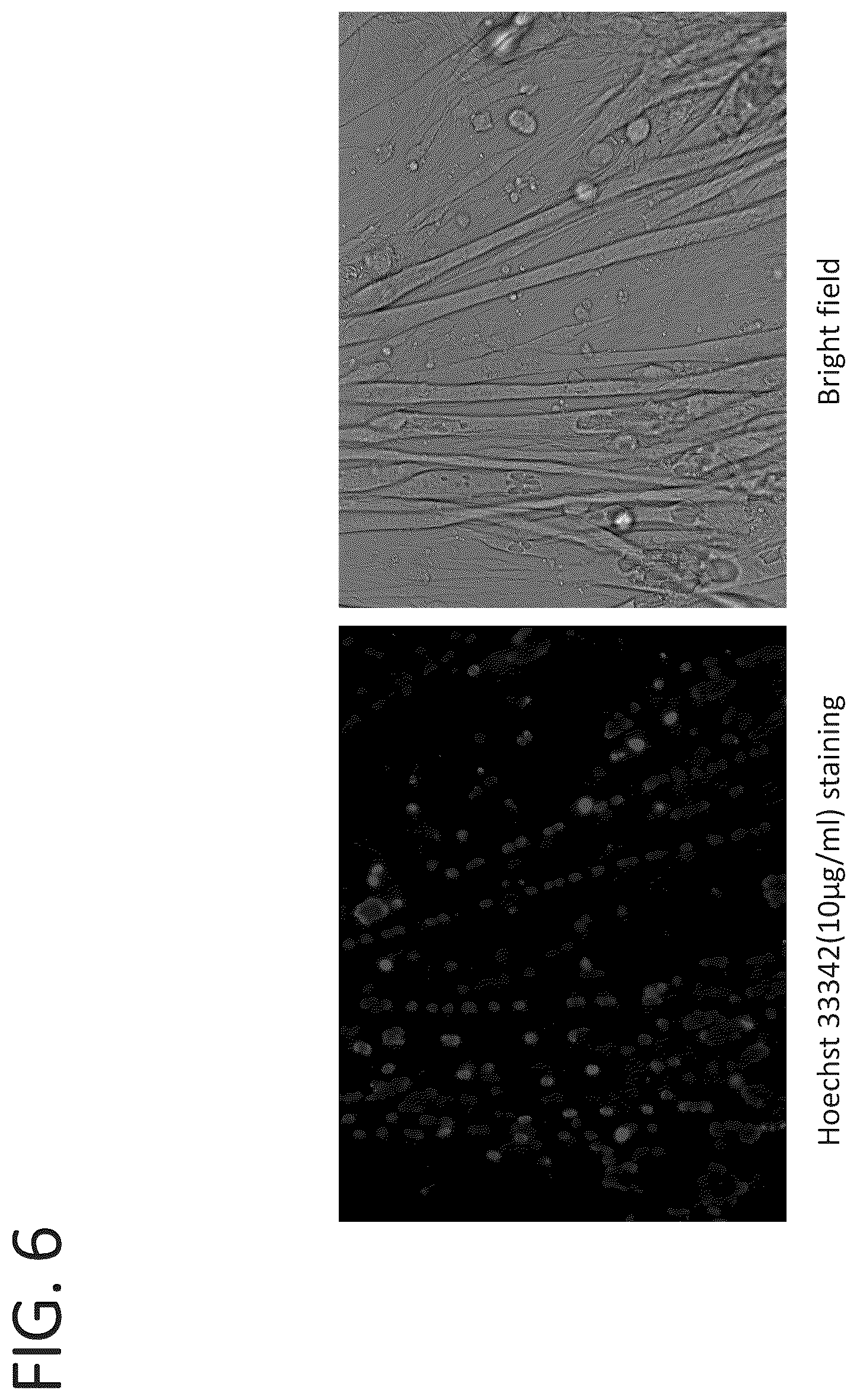 Patent US12134642 Figure 6 – Antibodies binding to α7β1 integrin antibodies and compositions thereof