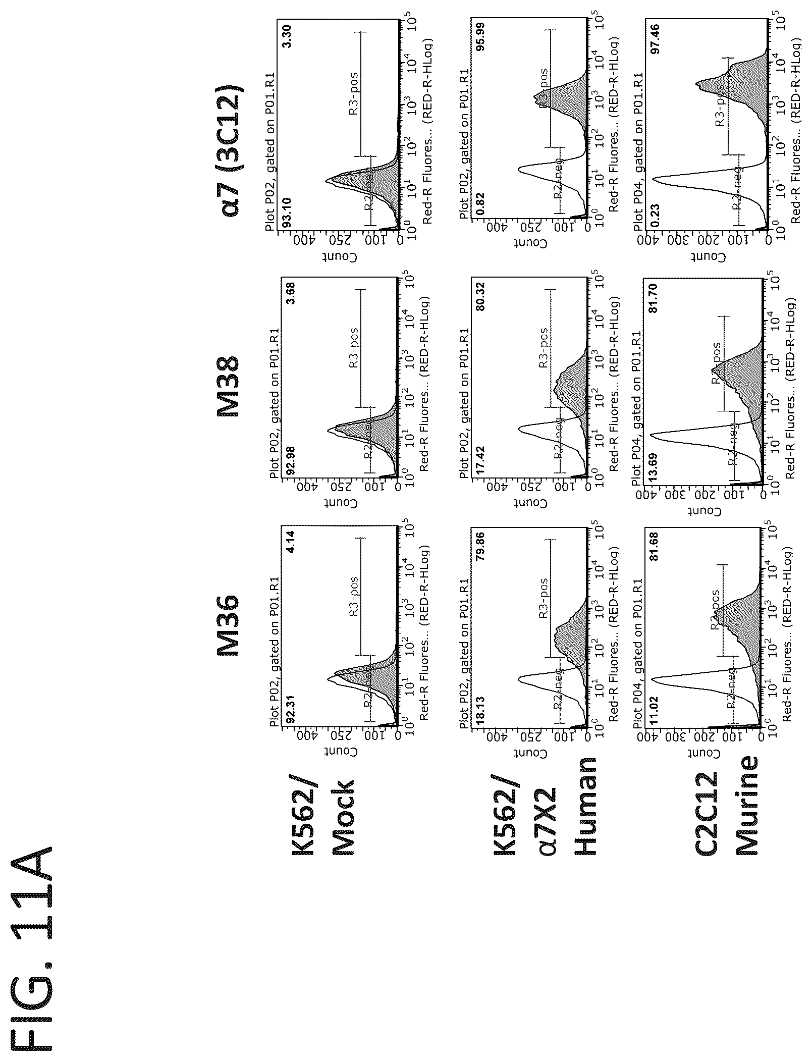 Patent US12134642 Figure 11 – Antibodies binding to α7β1 integrin antibodies and compositions thereof