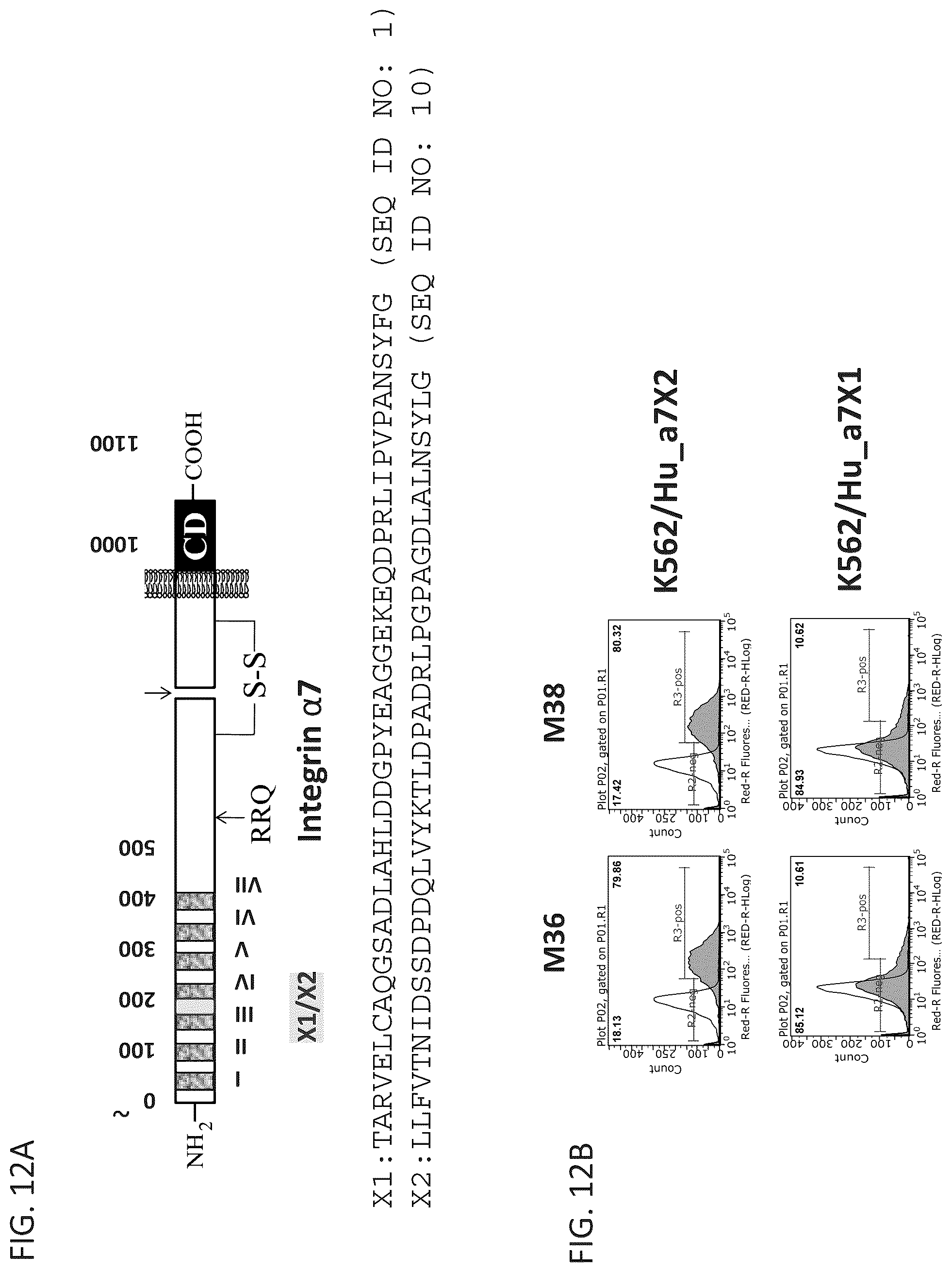 Patent US12134642 Figure 13 – Antibodies binding to α7β1 integrin antibodies and compositions thereof