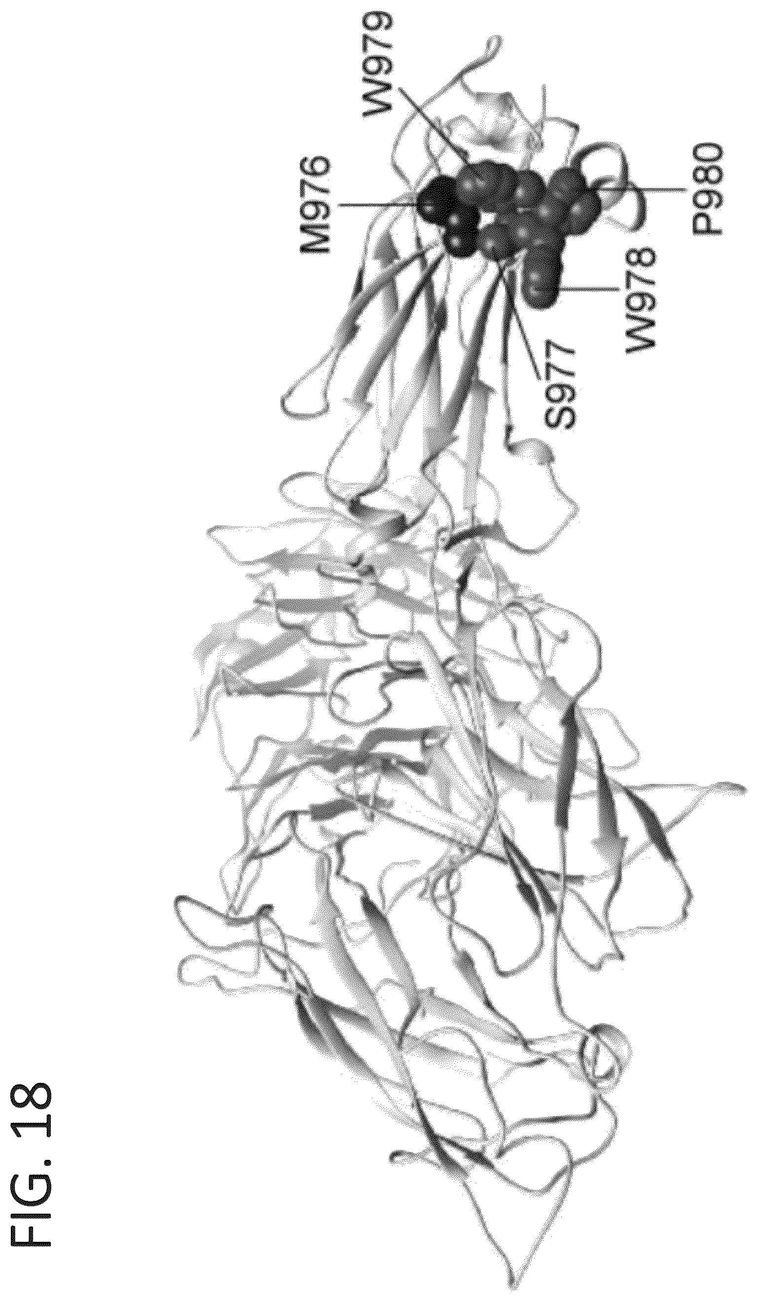 Patent US12134642 Figure 19 – Antibodies binding to α7β1 integrin antibodies and compositions thereof