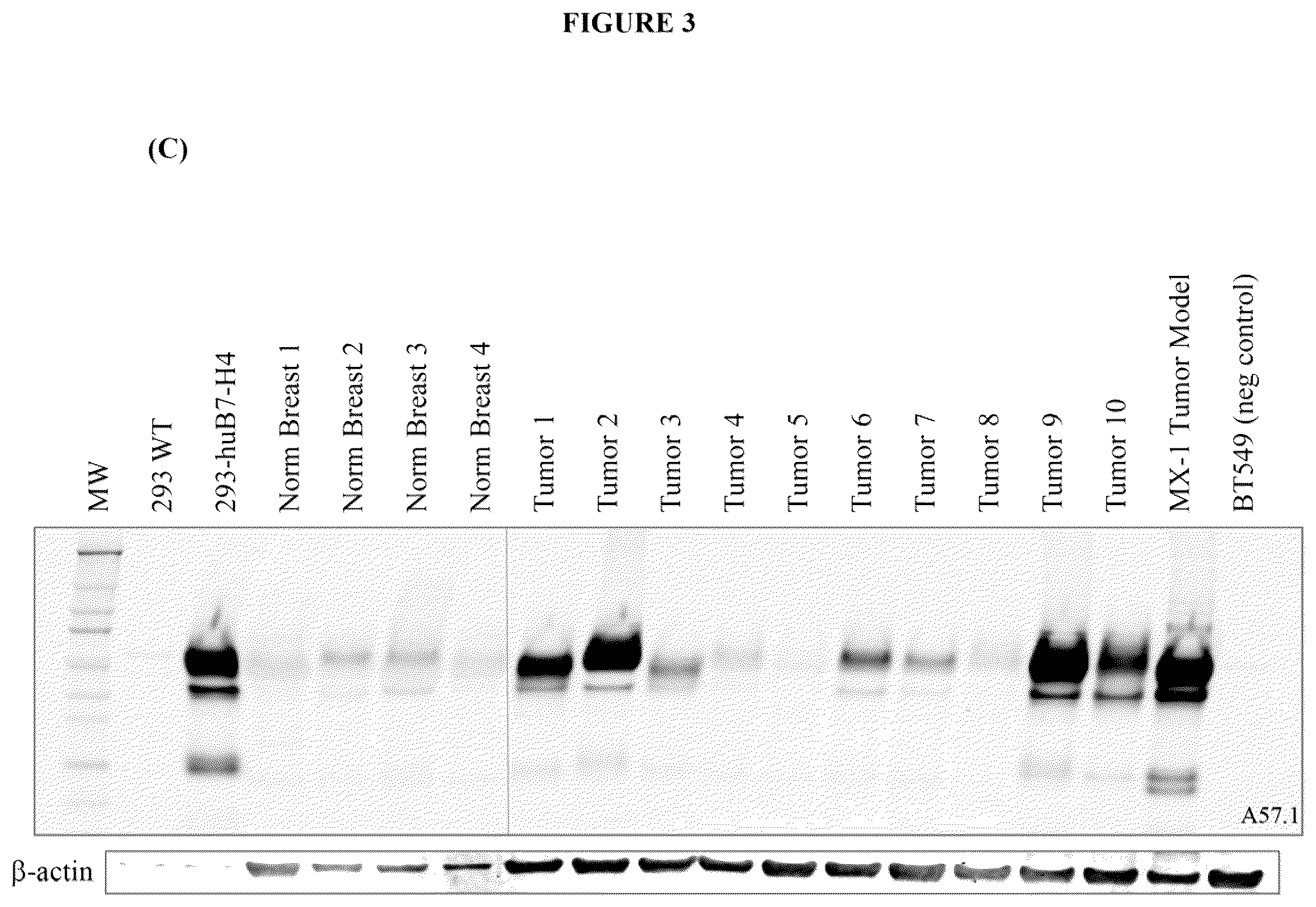 Patent US12134649 Figure 4 – Anti-B7-H4 antibodies and immunoconjugates