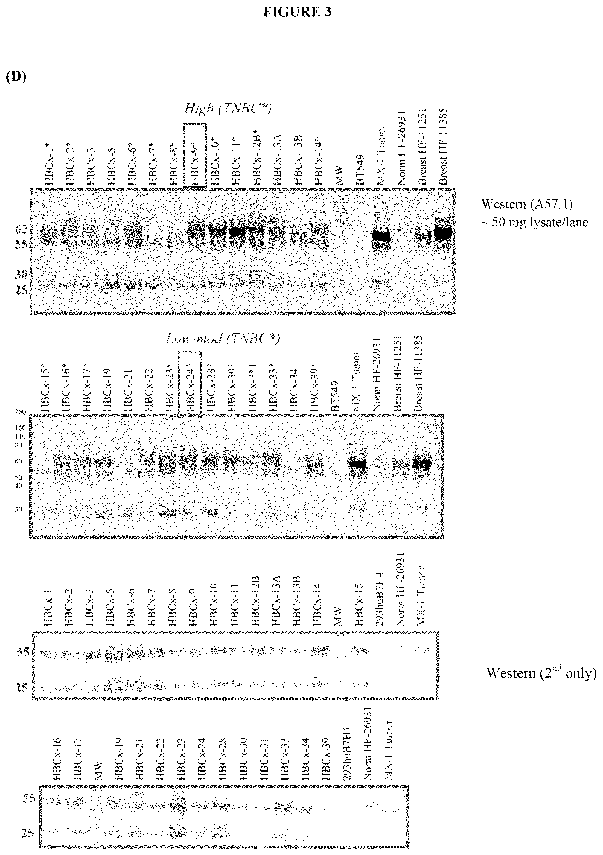 Patent US12134649 Figure 5 – Anti-B7-H4 antibodies and immunoconjugates