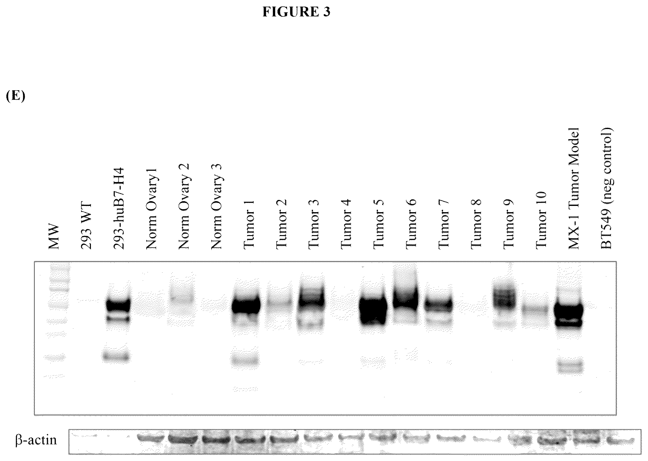 Patent US12134649 Figure 6 – Anti-B7-H4 antibodies and immunoconjugates