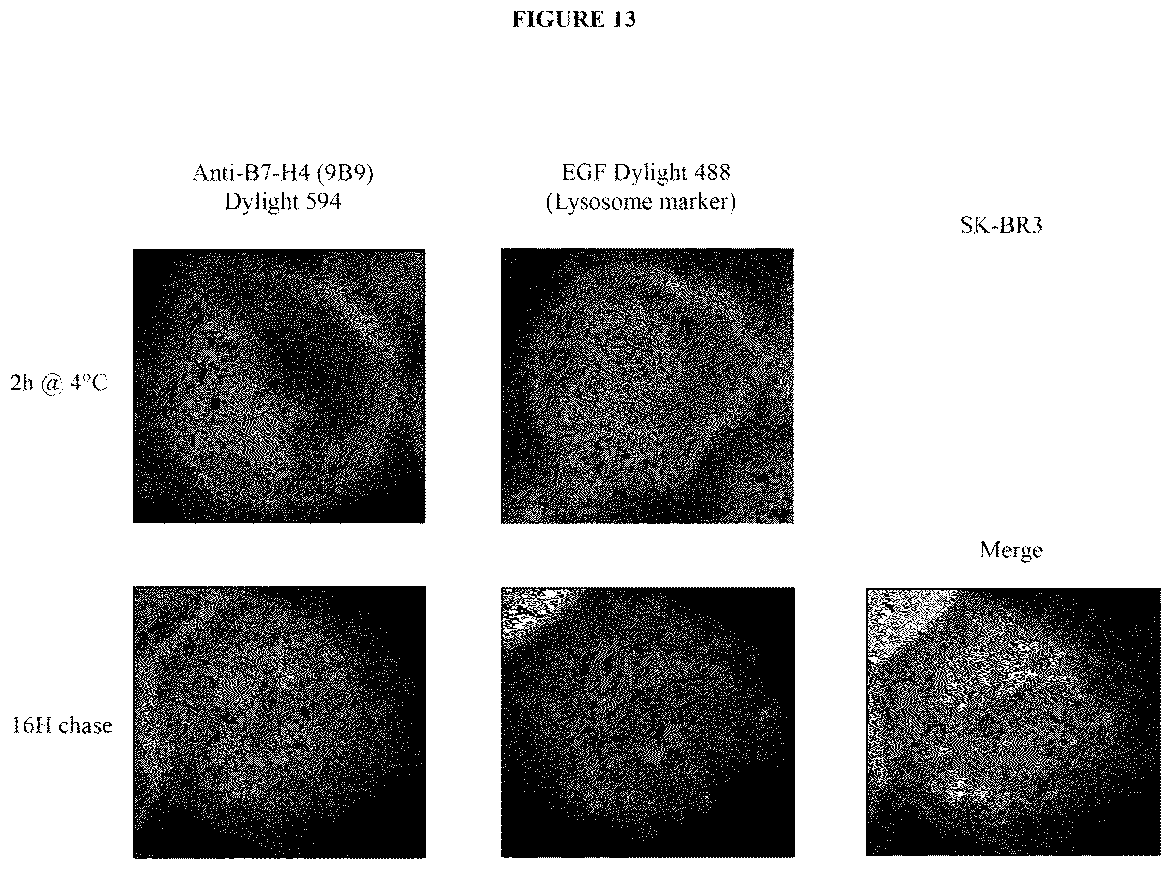 Patent US12134649 Figure 20 – Anti-B7-H4 antibodies and immunoconjugates