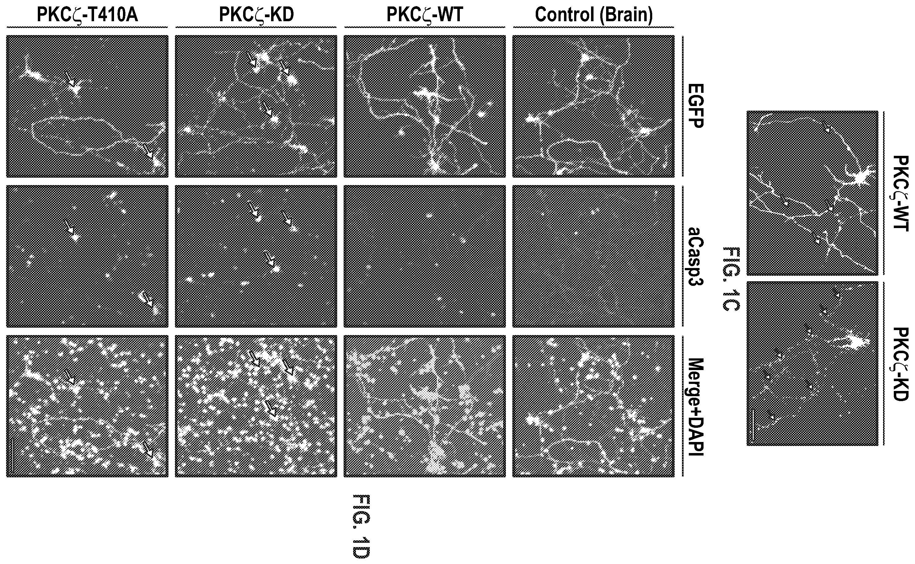 Patent US12134651 Figure 2 – Anti-Ryk antibodies and methods of using the same