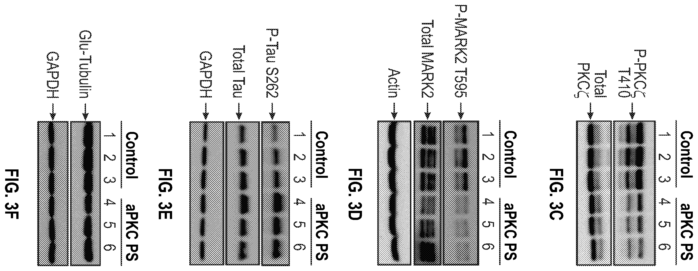 Patent US12134651 Figure 8 – Anti-Ryk antibodies and methods of using the same