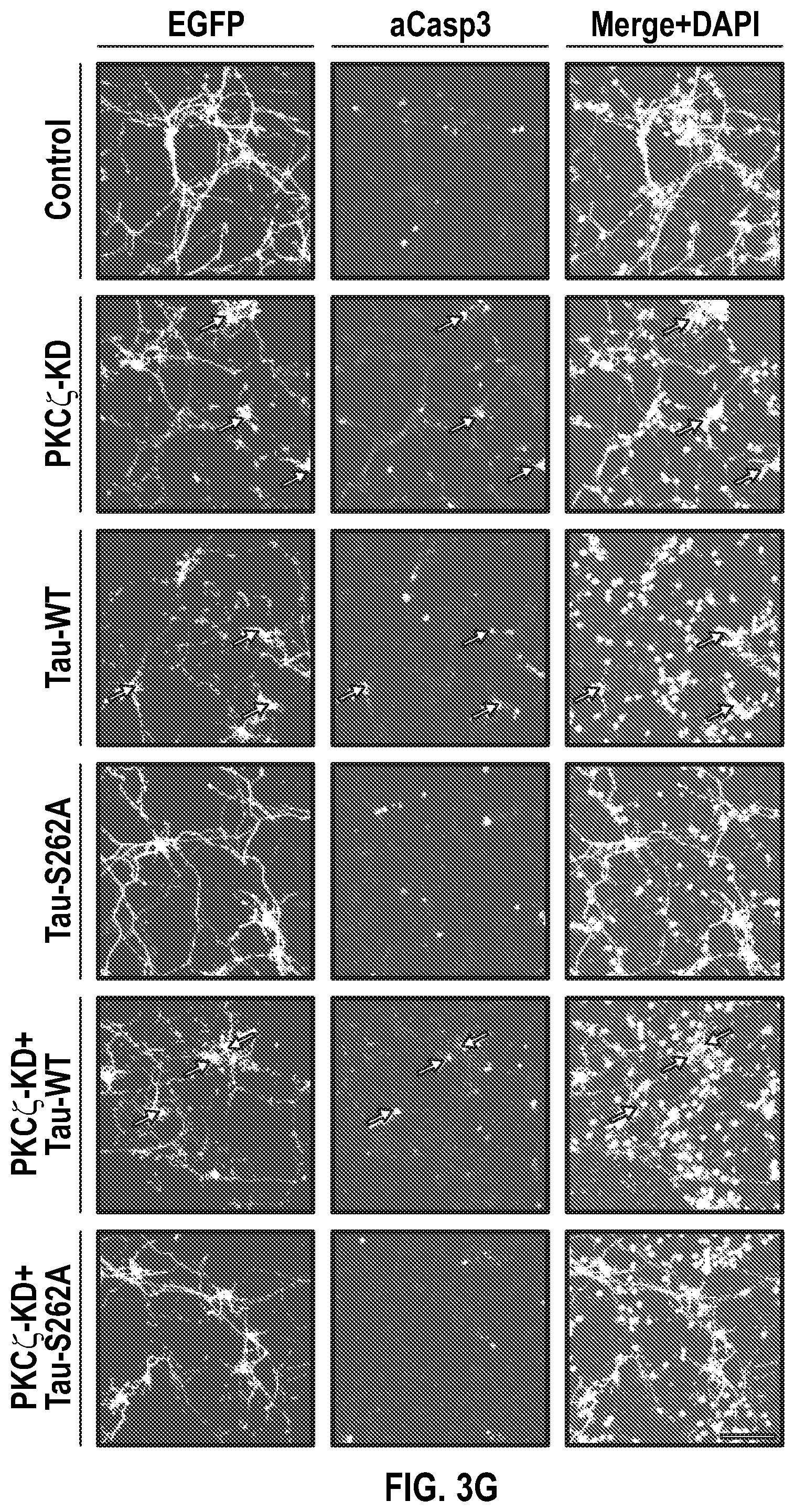 Patent US12134651 Figure 9 – Anti-Ryk antibodies and methods of using the same
