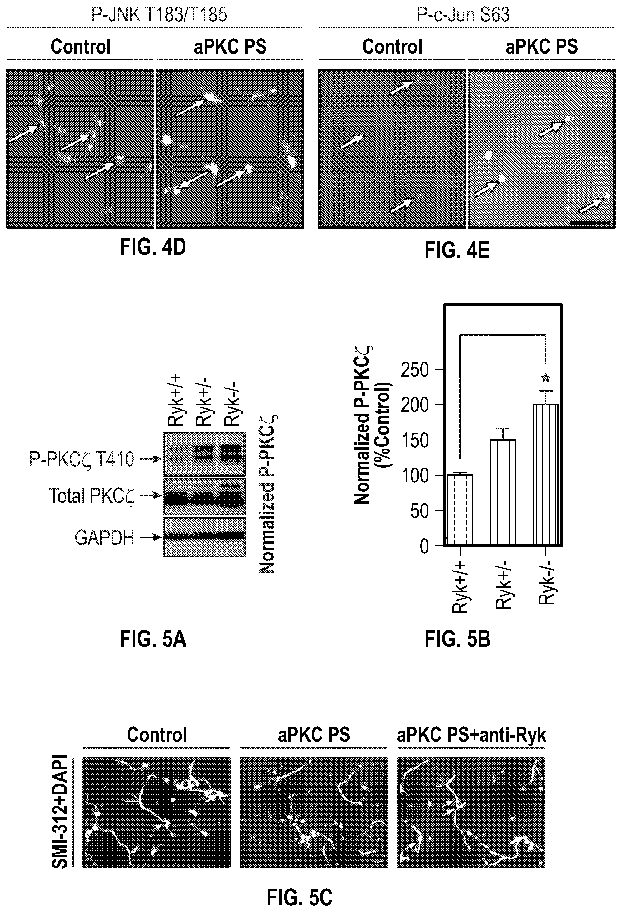 Patent US12134651 Figure 12 – Anti-Ryk antibodies and methods of using the same