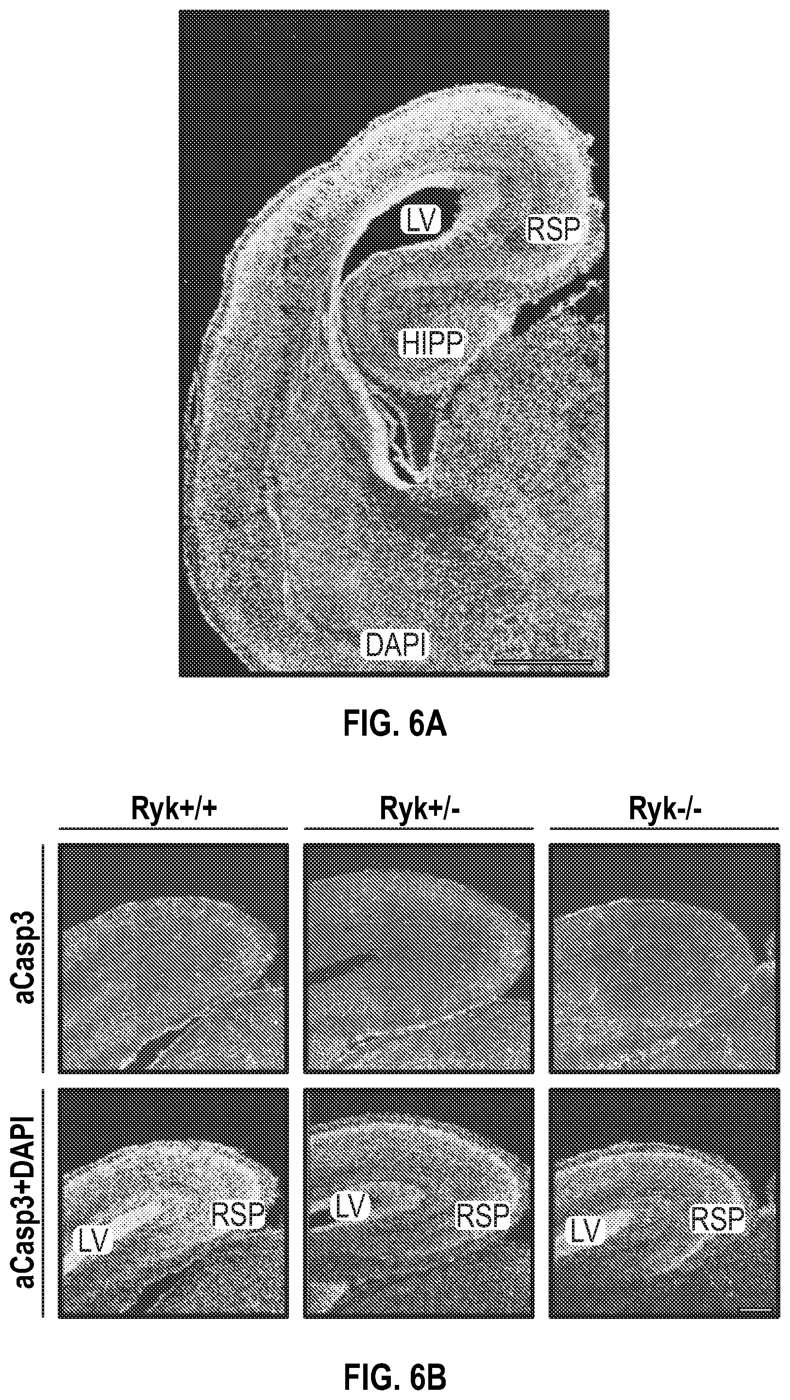 Patent US12134651 Figure 14 – Anti-Ryk antibodies and methods of using the same