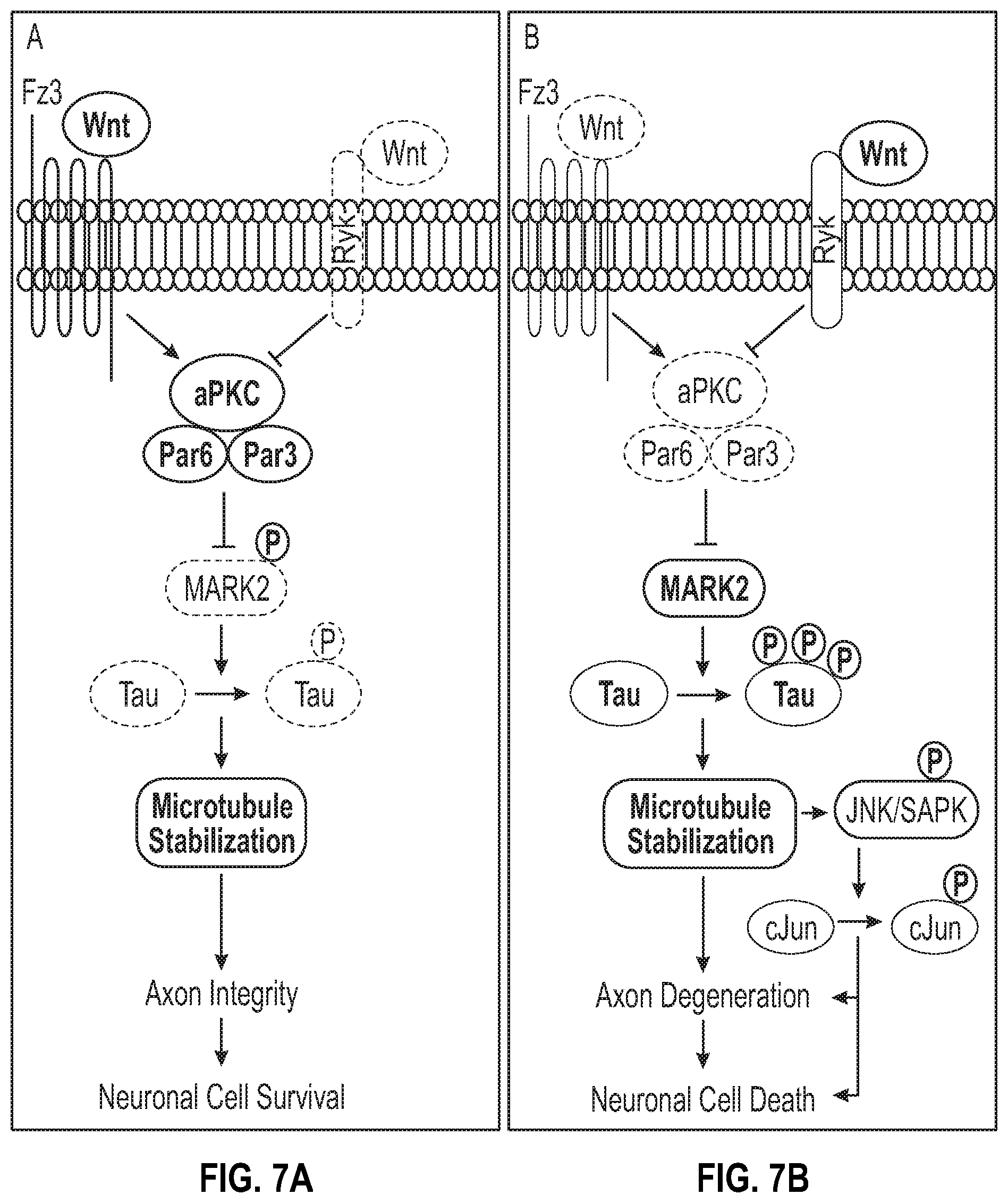 Patent US12134651 Figure 16 – Anti-Ryk antibodies and methods of using the same