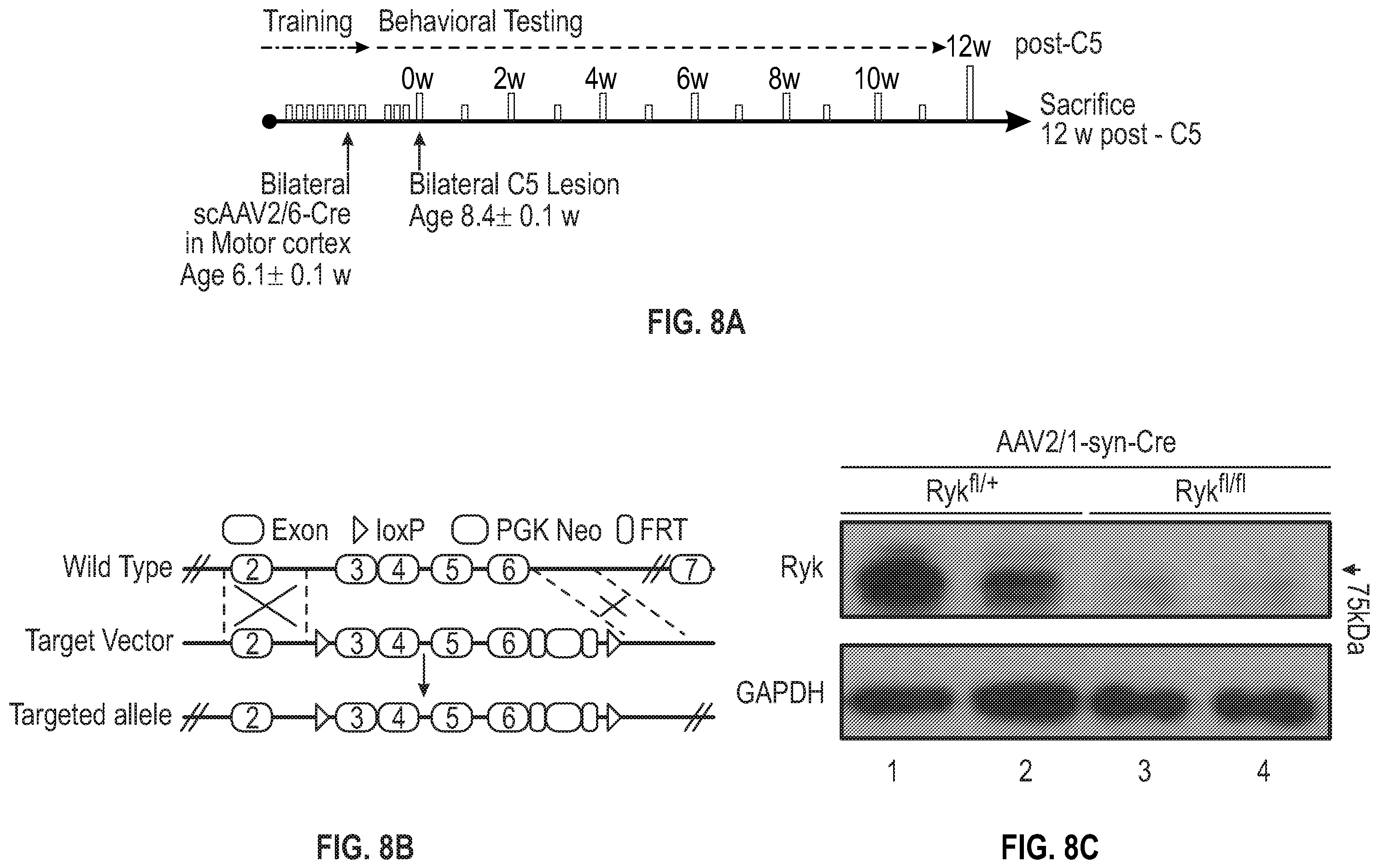 Patent US12134651 Figure 17 – Anti-Ryk antibodies and methods of using the same