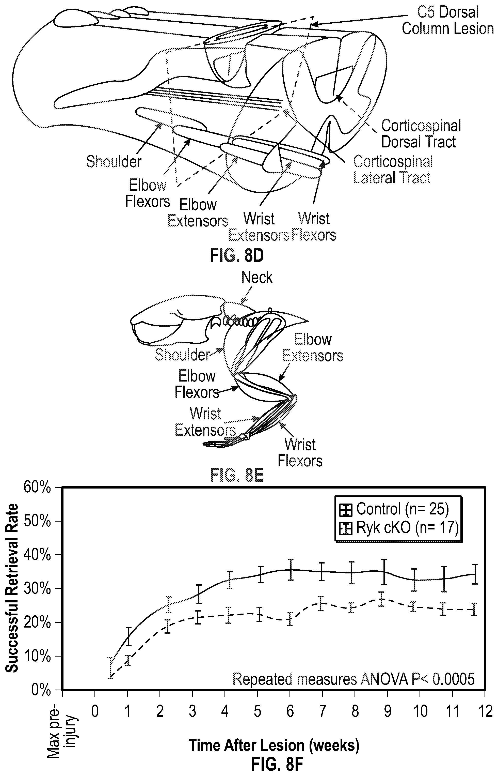 Patent US12134651 Figure 18 – Anti-Ryk antibodies and methods of using the same