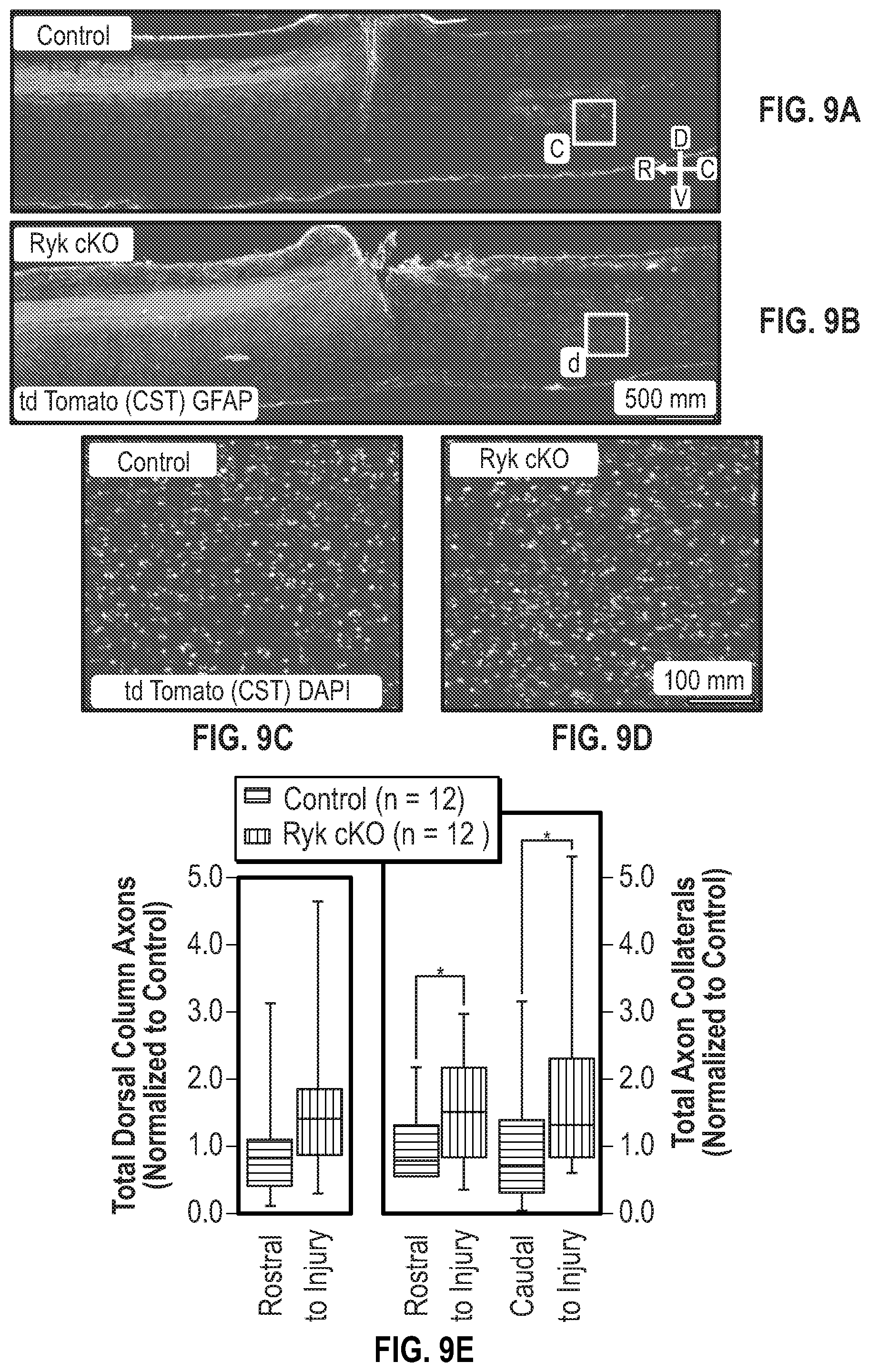 Patent US12134651 Figure 19 – Anti-Ryk antibodies and methods of using the same
