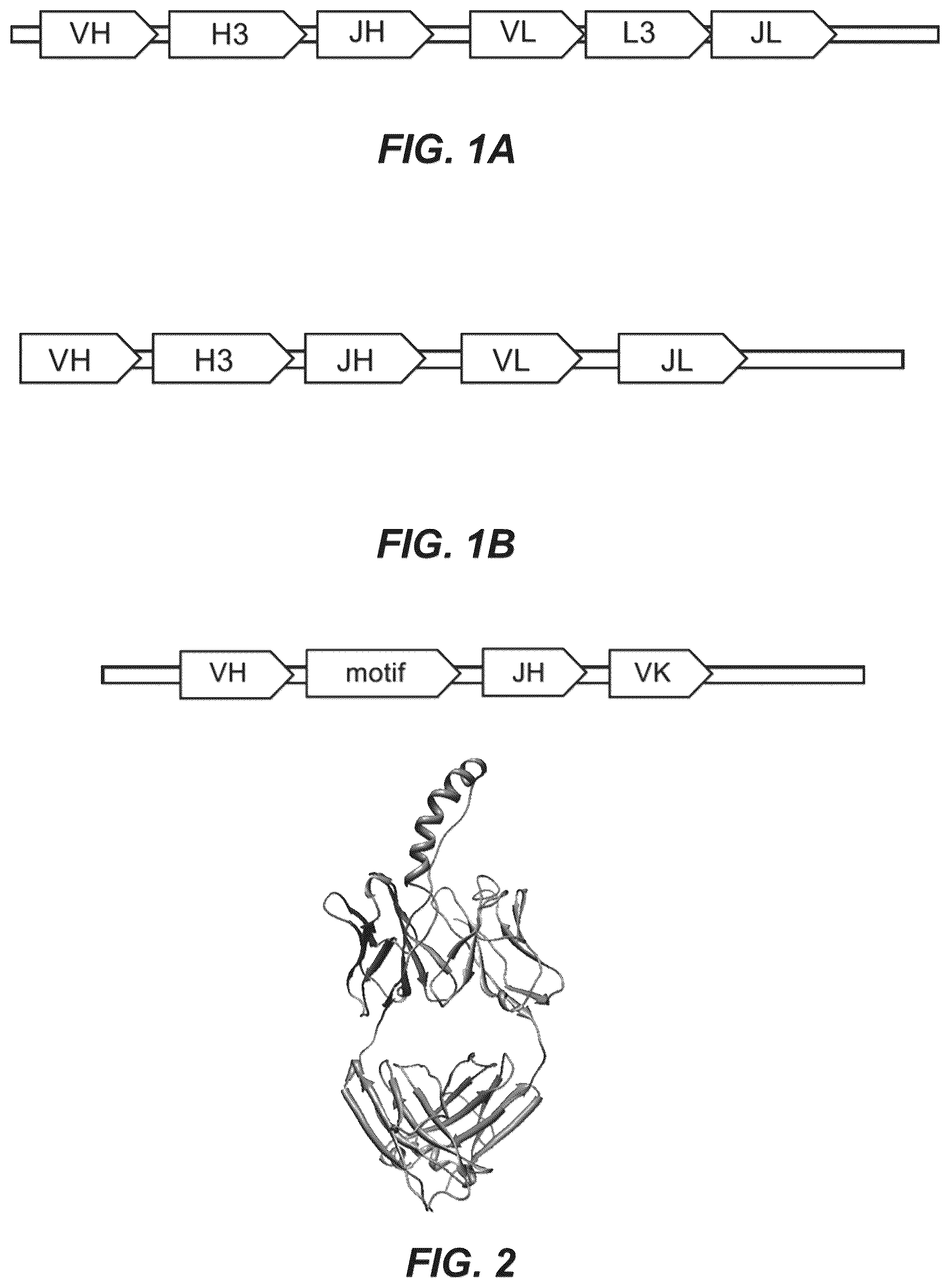 Patent US12134656 Figure 1 – Dickkopf-1 variant antibodies and methods of use