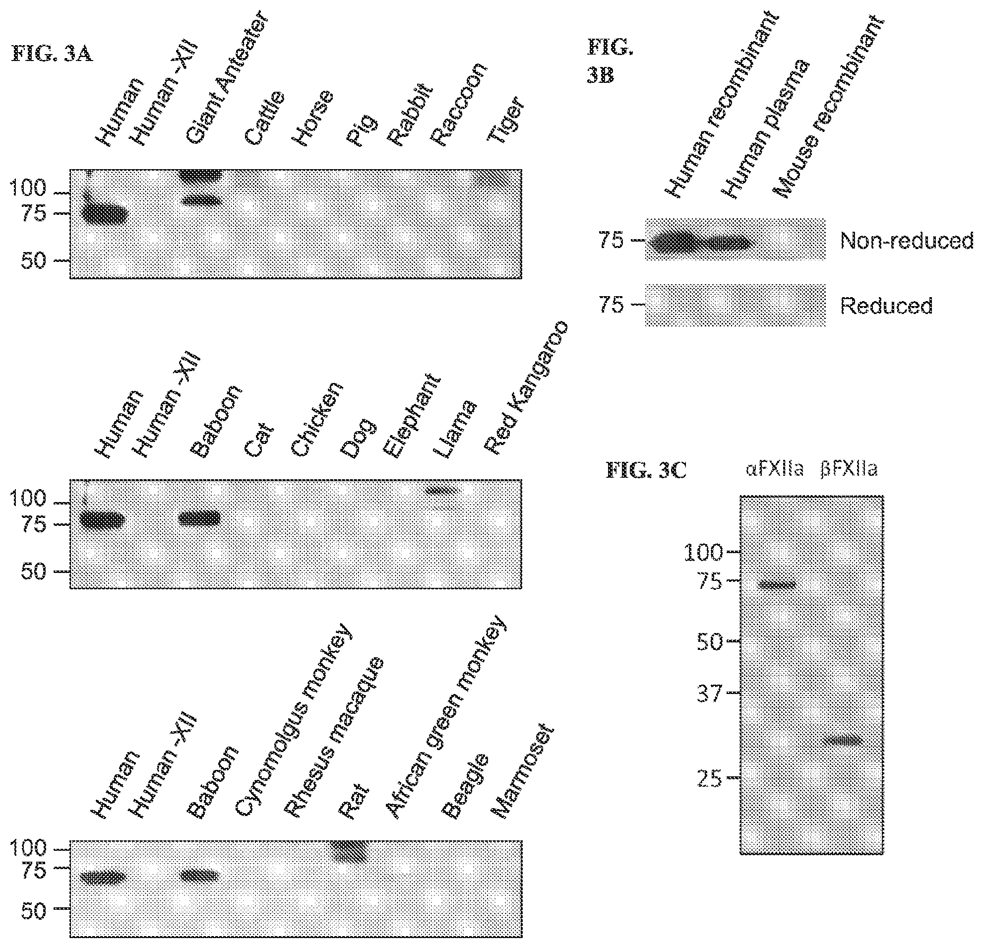 Patent US12134657 Figure 3 – Therapeutic factor XII antibody