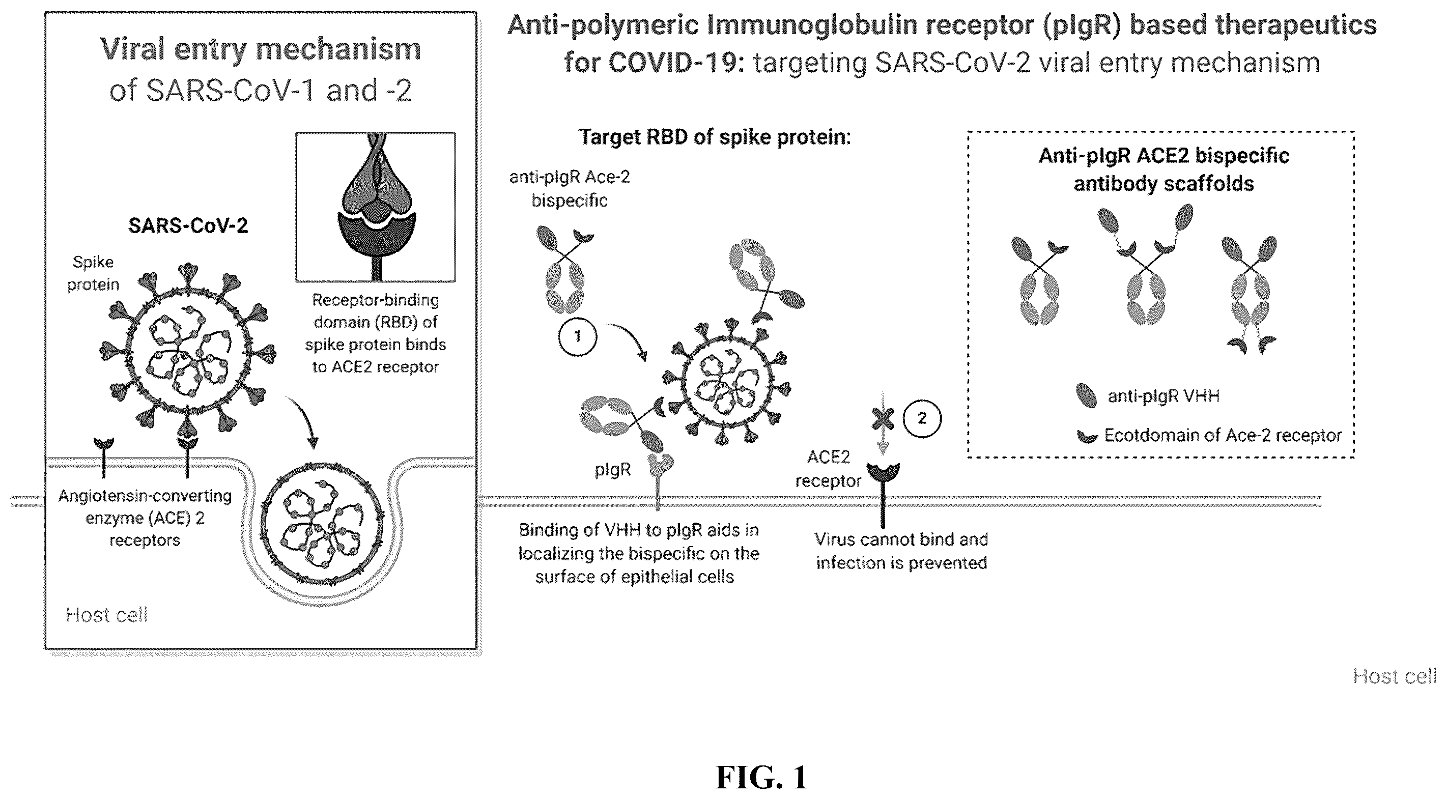 Patent US12134658 Figure 1 – Materials and methods for multidirectional biotransportation in virotherapeutics