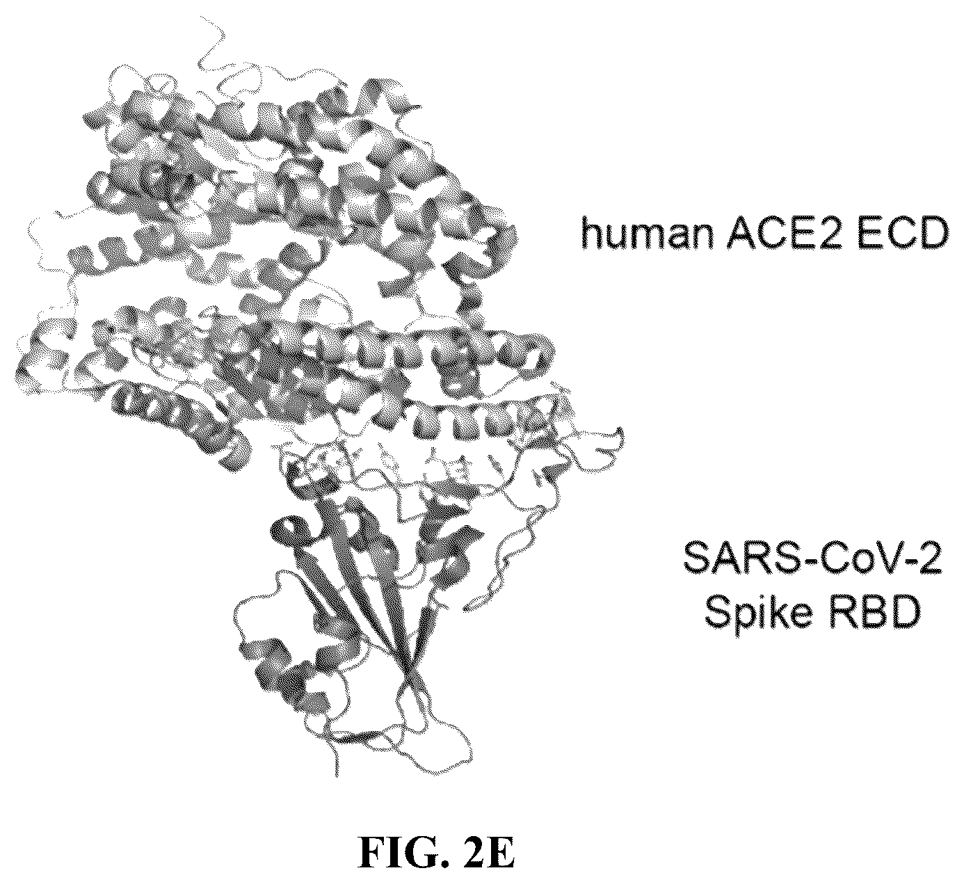 Patent US12134658 Figure 4 – Materials and methods for multidirectional biotransportation in virotherapeutics