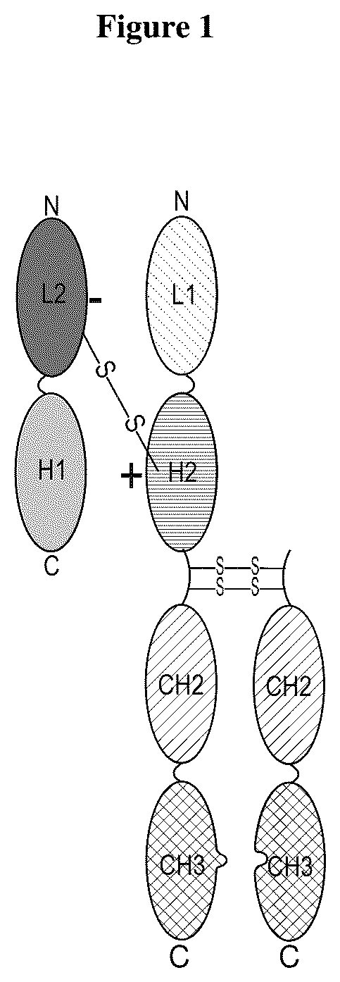 Patent US12134661 Figure 1 – Covalent multi-specific antibody