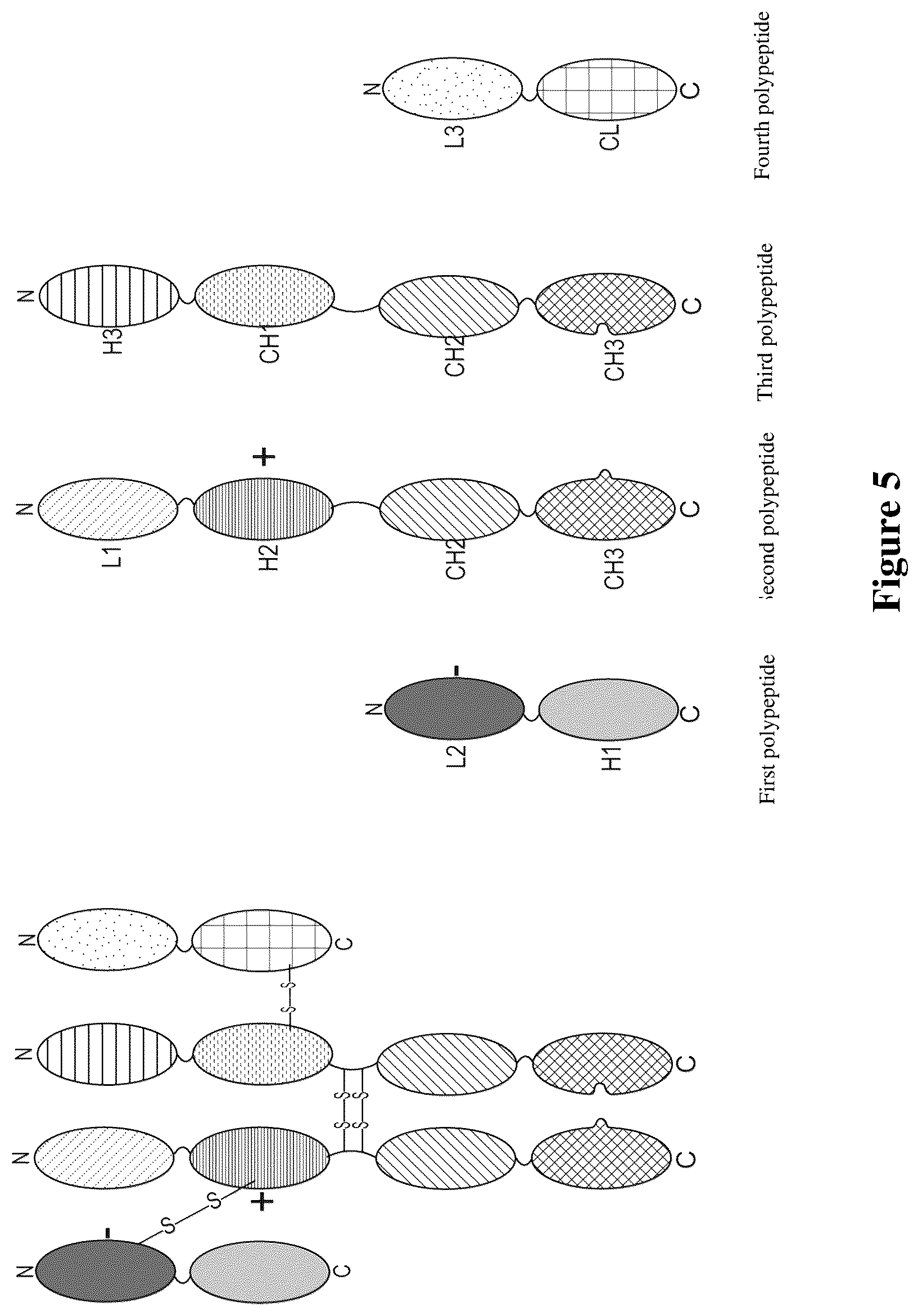 Patent US12134661 Figure 5 – Covalent multi-specific antibody