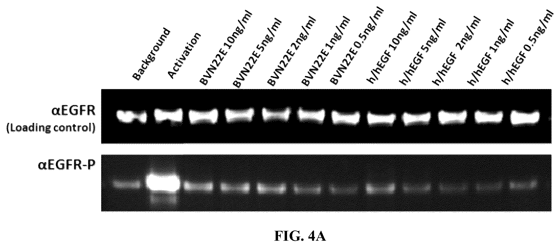 Patent US12134662 Figure 4 – Synthetic proteins and therapeutic uses thereof