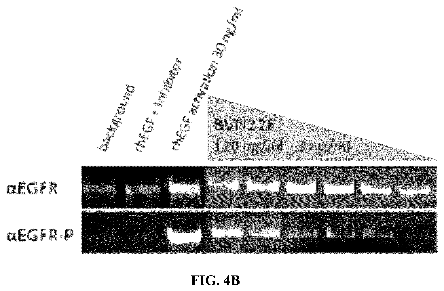 Patent US12134662 Figure 5 – Synthetic proteins and therapeutic uses thereof