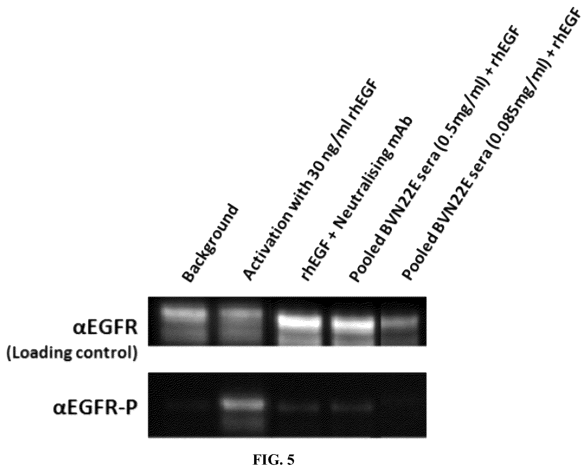 Patent US12134662 Figure 6 – Synthetic proteins and therapeutic uses thereof
