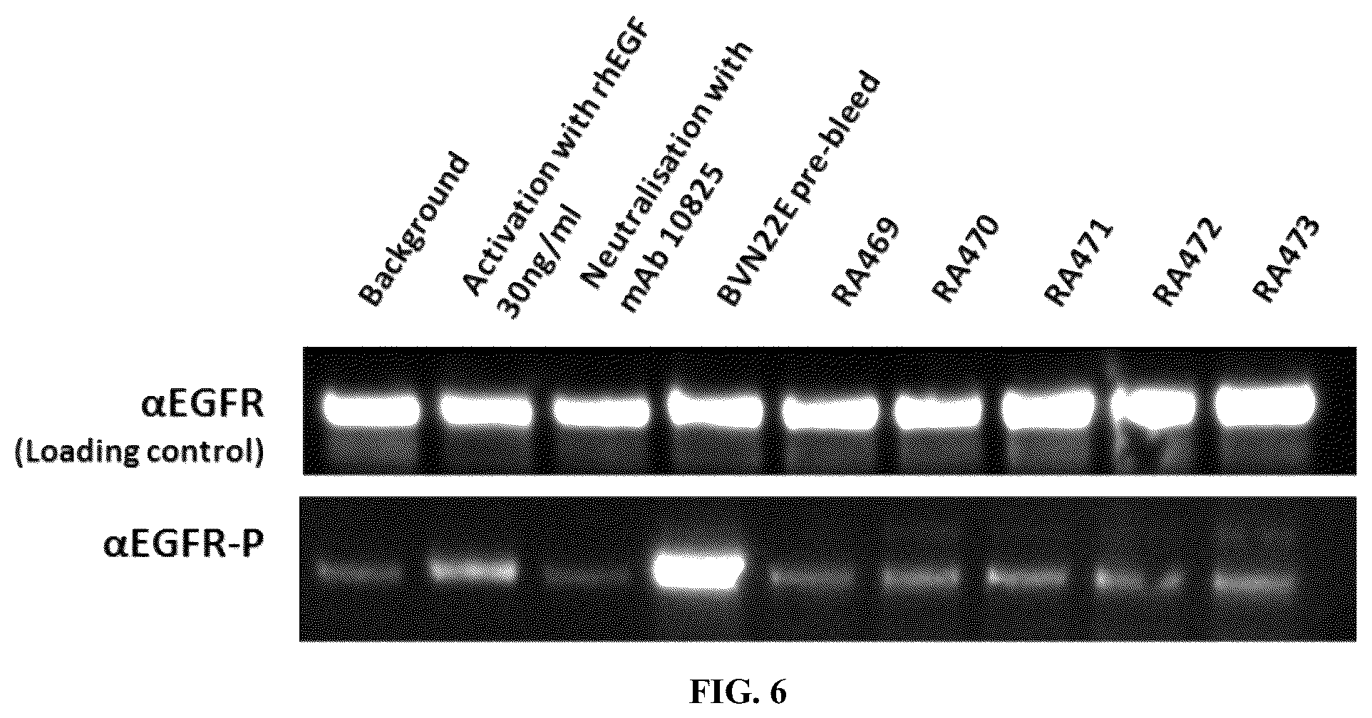 Patent US12134662 Figure 7 – Synthetic proteins and therapeutic uses thereof