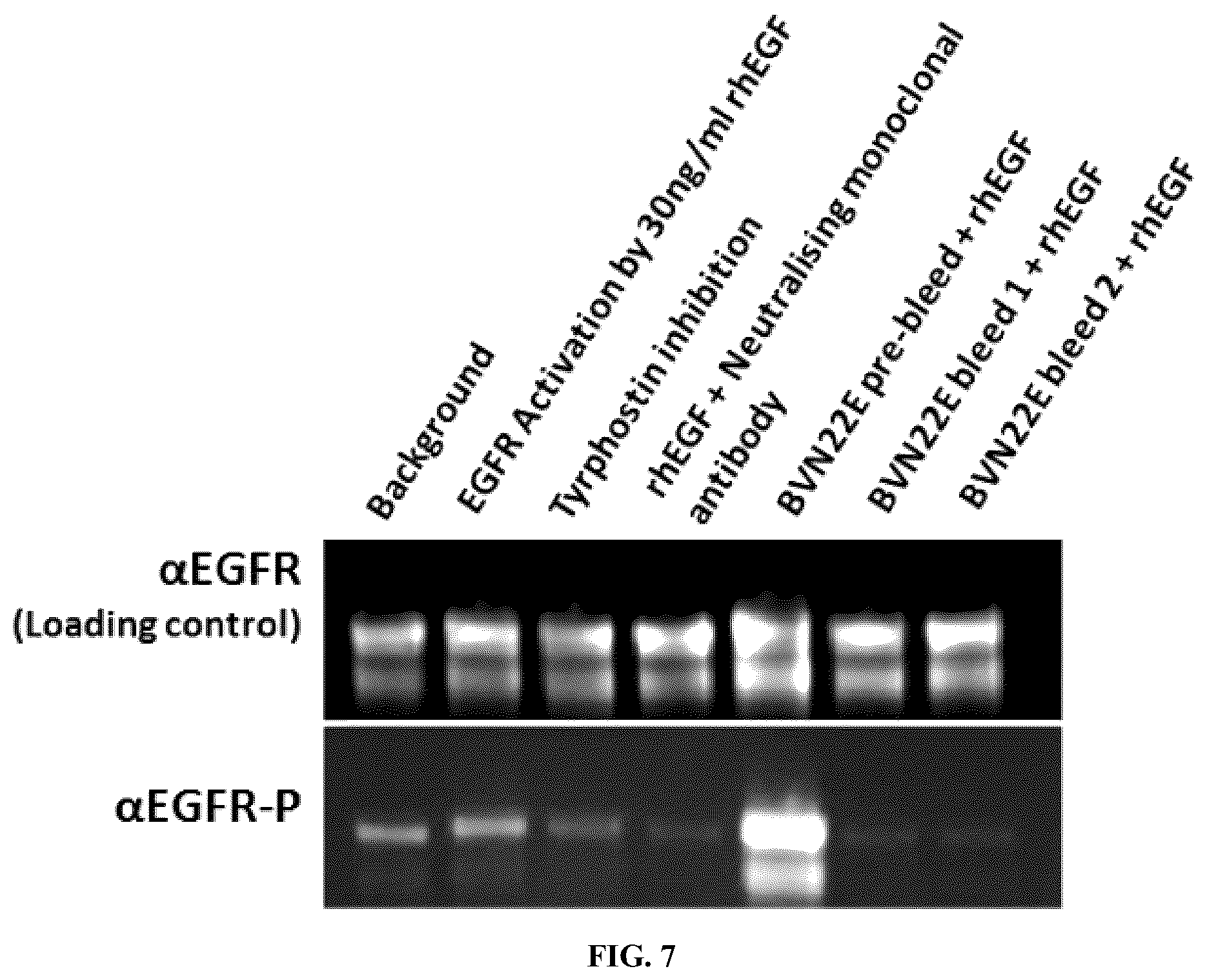 Patent US12134662 Figure 8 – Synthetic proteins and therapeutic uses thereof