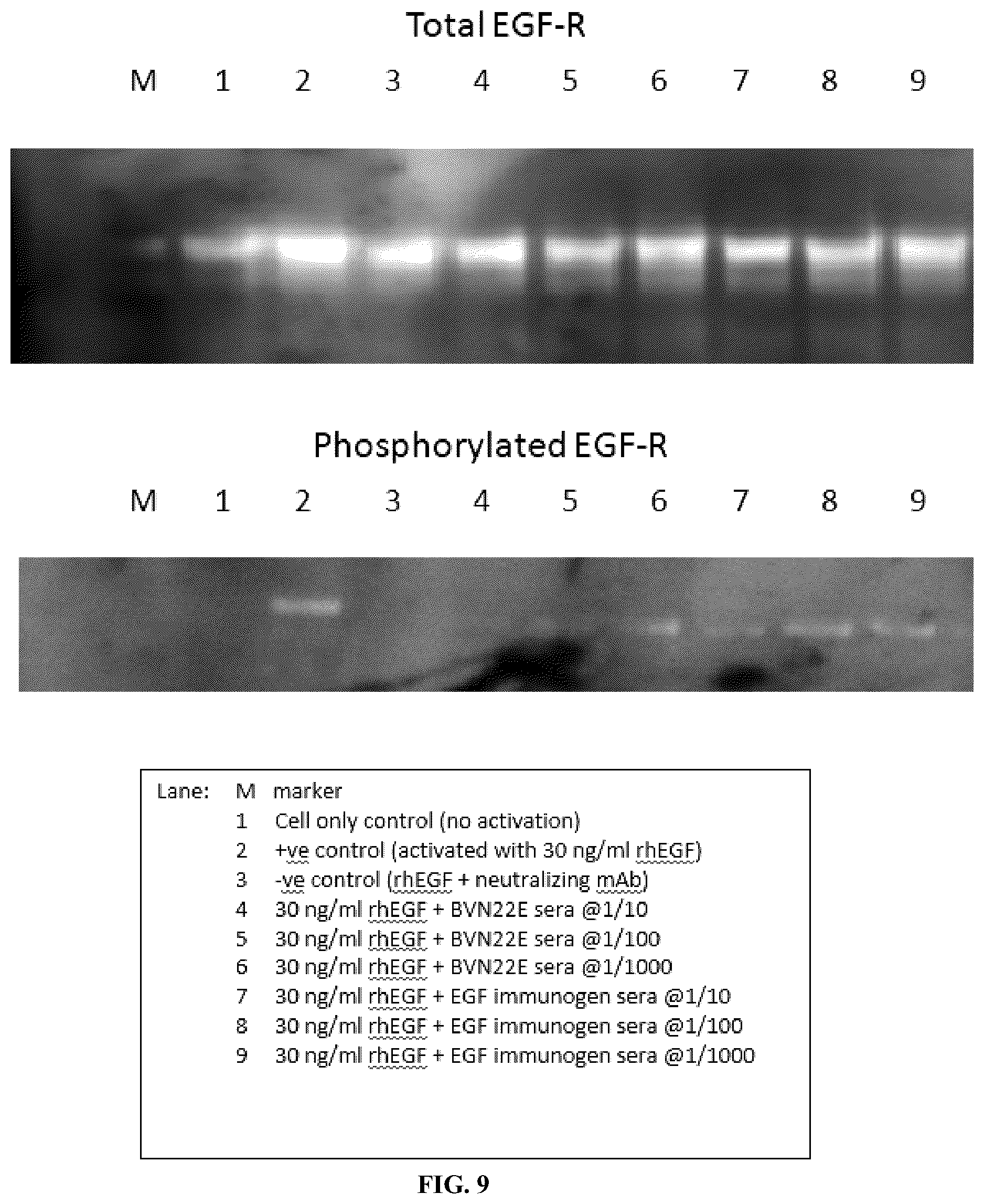 Patent US12134662 Figure 10 – Synthetic proteins and therapeutic uses thereof