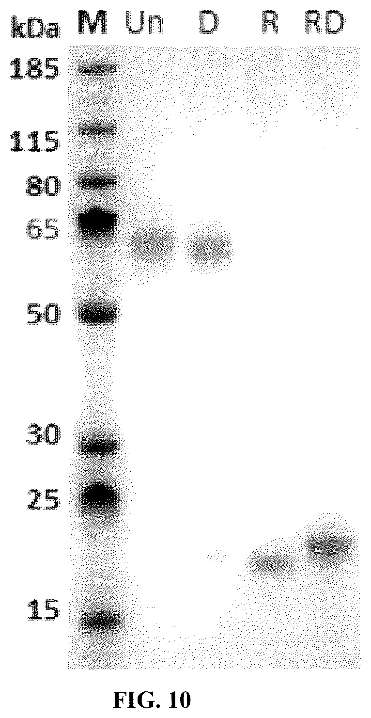 Patent US12134662 Figure 11 – Synthetic proteins and therapeutic uses thereof
