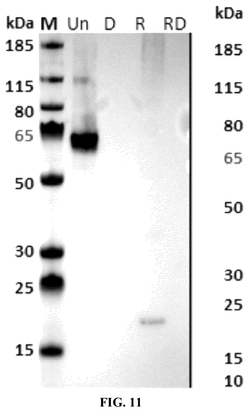 Patent US12134662 Figure 12 – Synthetic proteins and therapeutic uses thereof