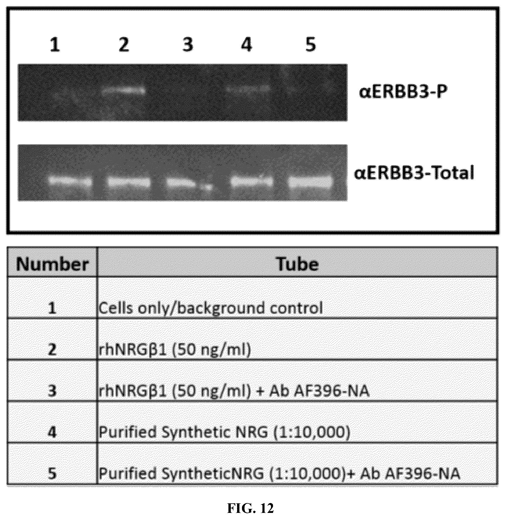 Patent US12134662 Figure 13 – Synthetic proteins and therapeutic uses thereof