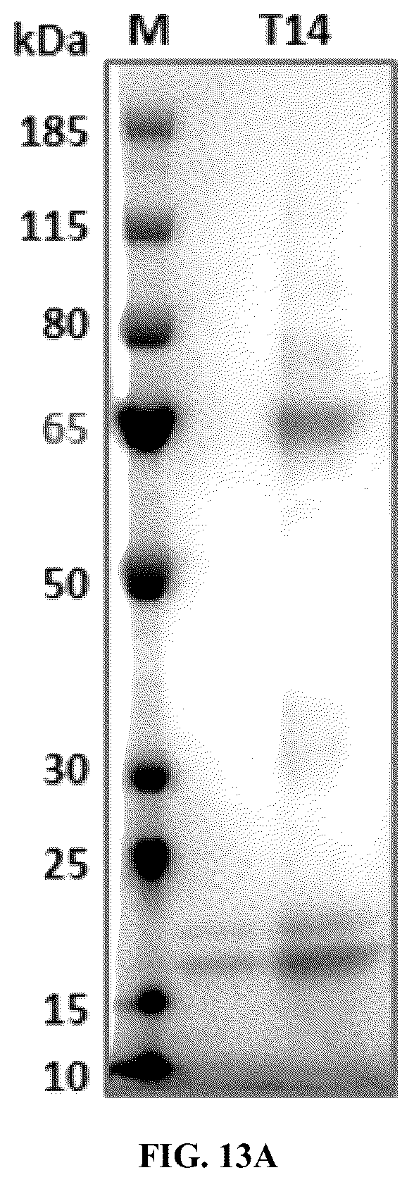 Patent US12134662 Figure 14 – Synthetic proteins and therapeutic uses thereof
