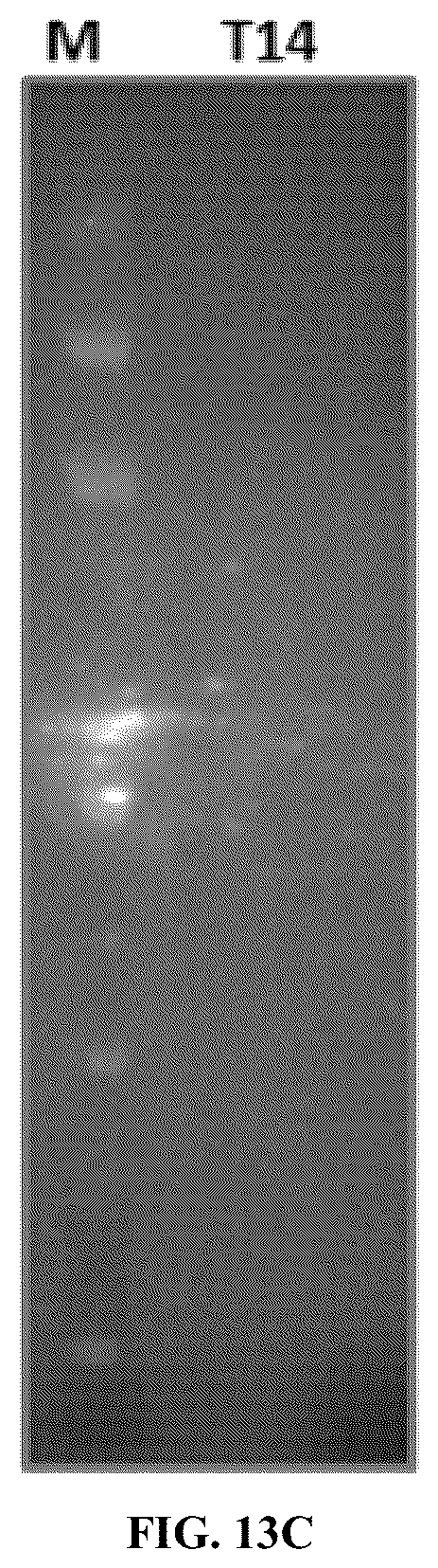 Patent US12134662 Figure 16 – Synthetic proteins and therapeutic uses thereof