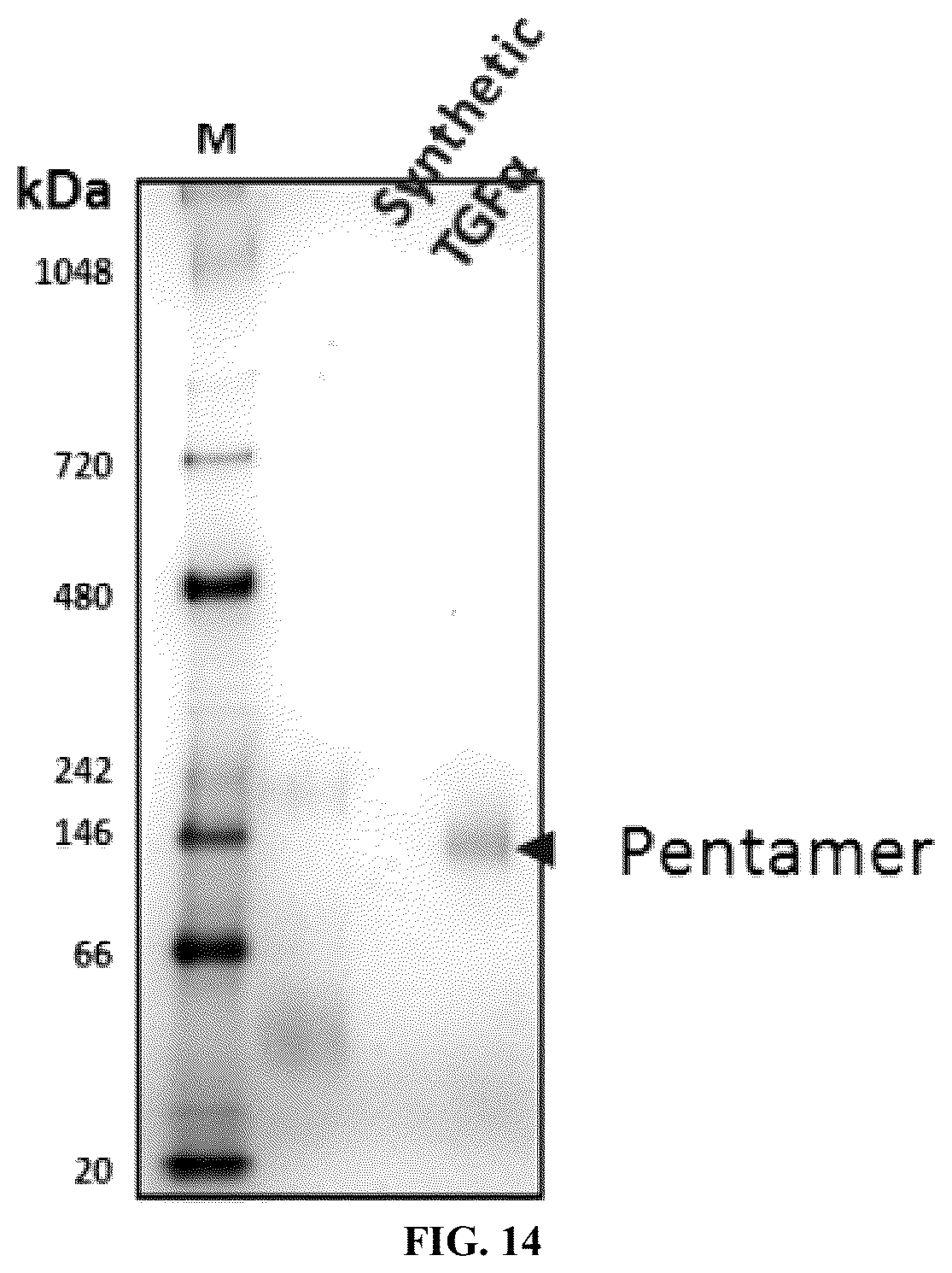 Patent US12134662 Figure 17 – Synthetic proteins and therapeutic uses thereof