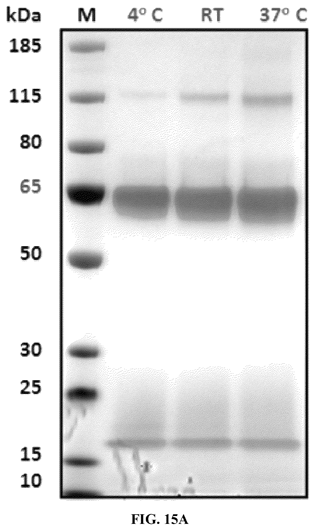 Patent US12134662 Figure 18 – Synthetic proteins and therapeutic uses thereof