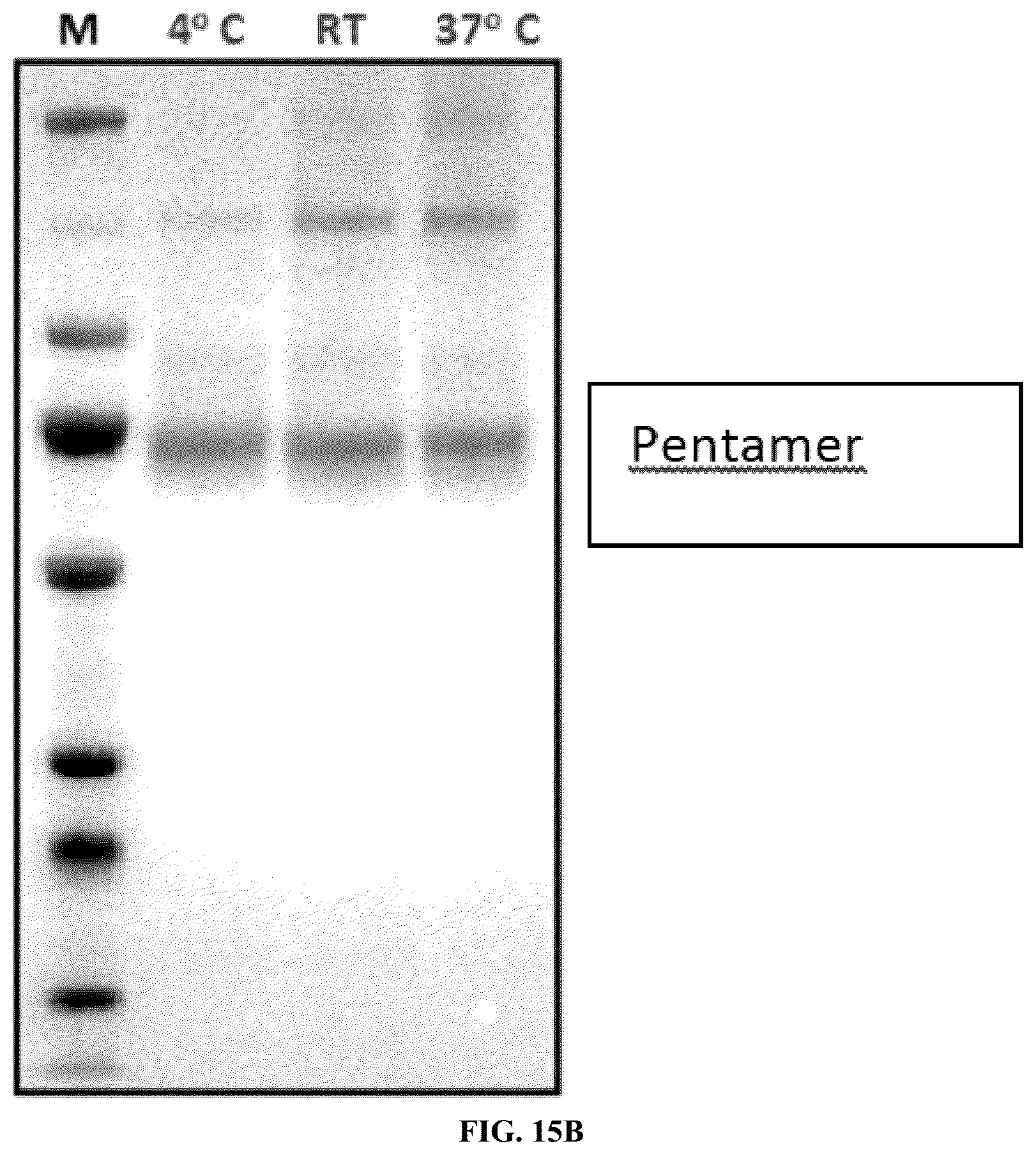 Patent US12134662 Figure 19 – Synthetic proteins and therapeutic uses thereof