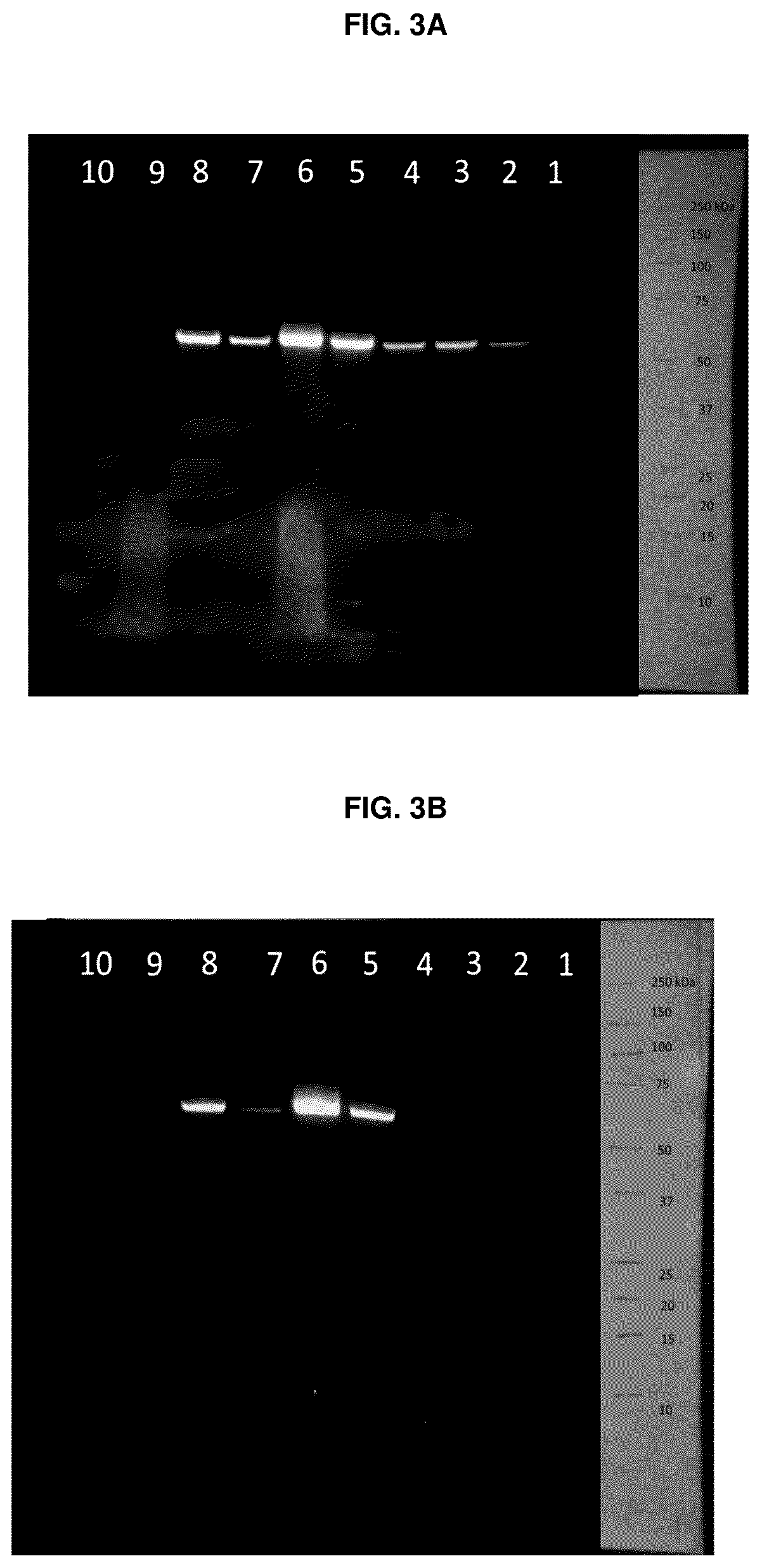 Patent US12134663 Figure 3 – Cationic peptides for activating Lck
