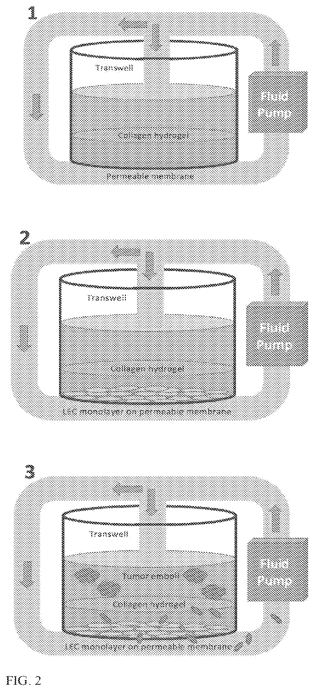 Patent US12134762 Figure 3 – Lymphovascular invasion bioreactor and methods of making and using same