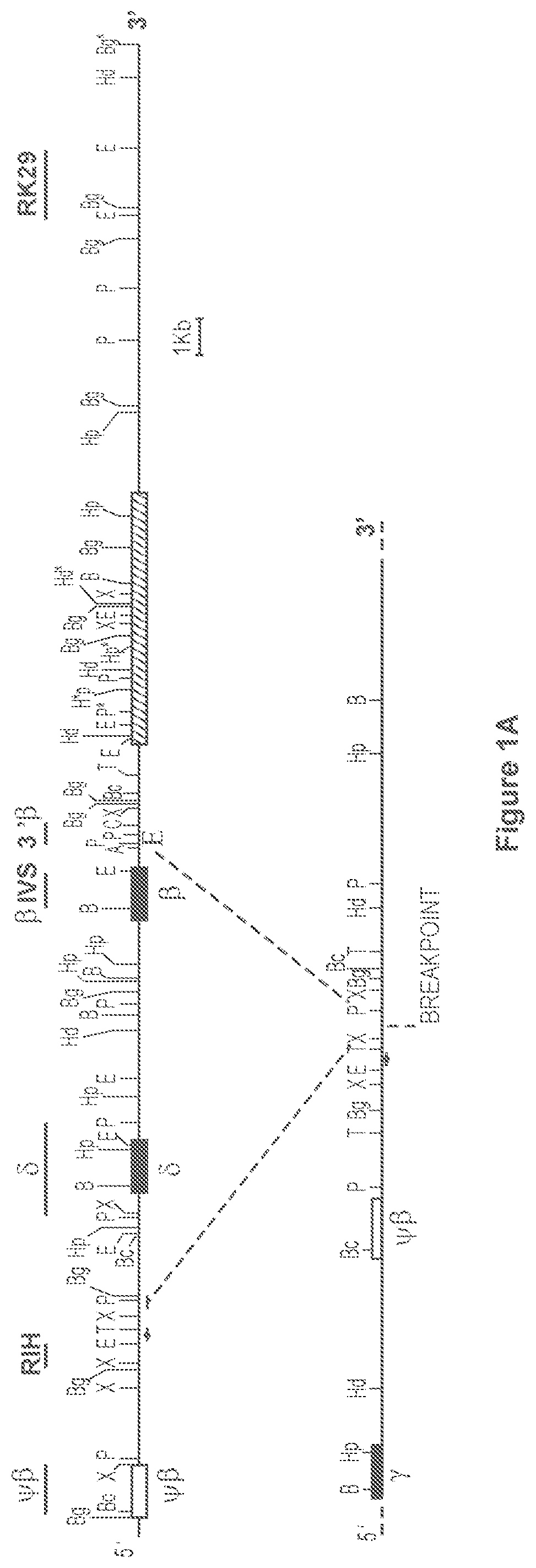 Patent US12134767 Figure 1 – Materials and methods for treatment of hemoglobinopathies