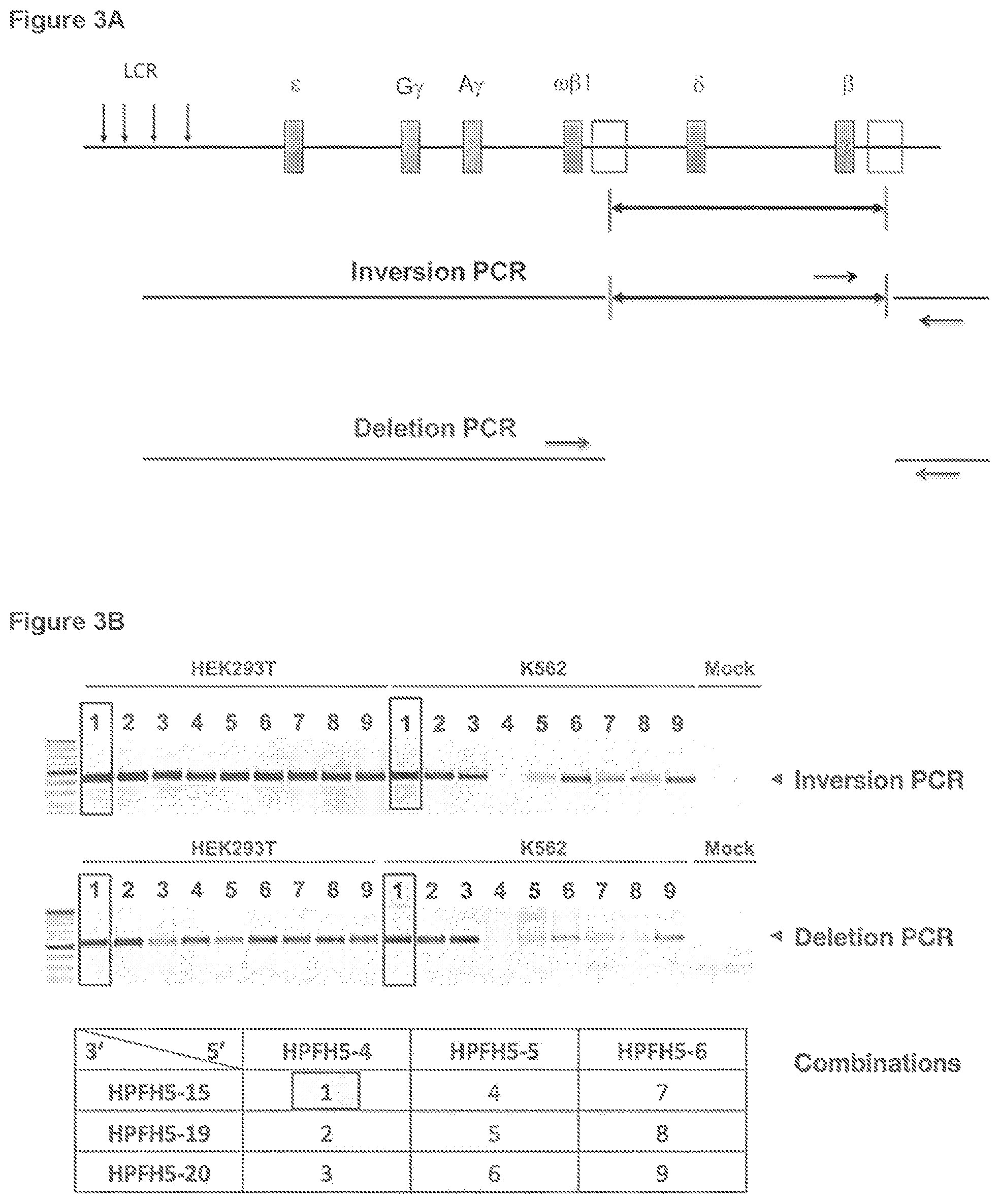 Patent US12134767 Figure 6 – Materials and methods for treatment of hemoglobinopathies